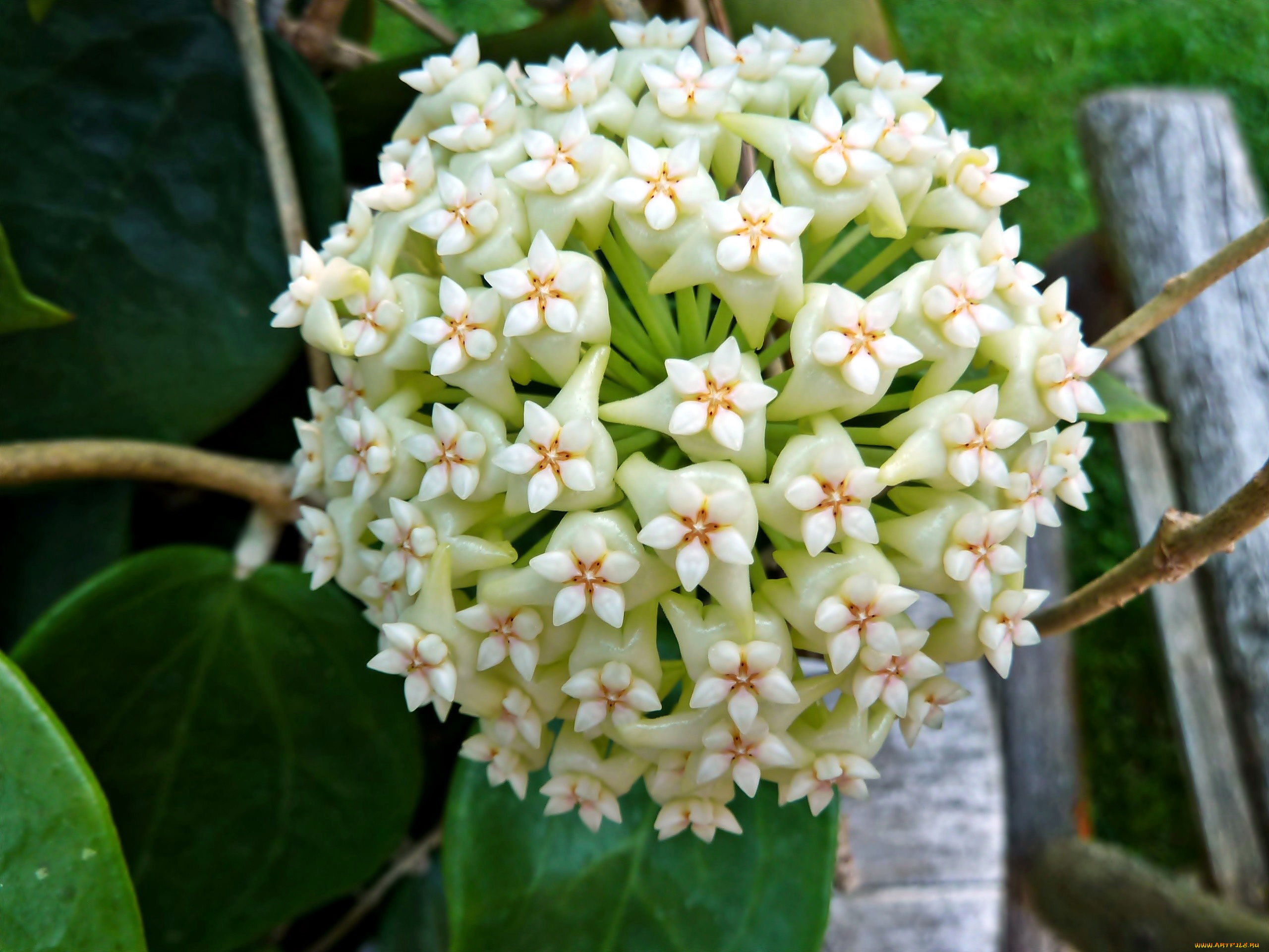 цветы, хойя, экзотика