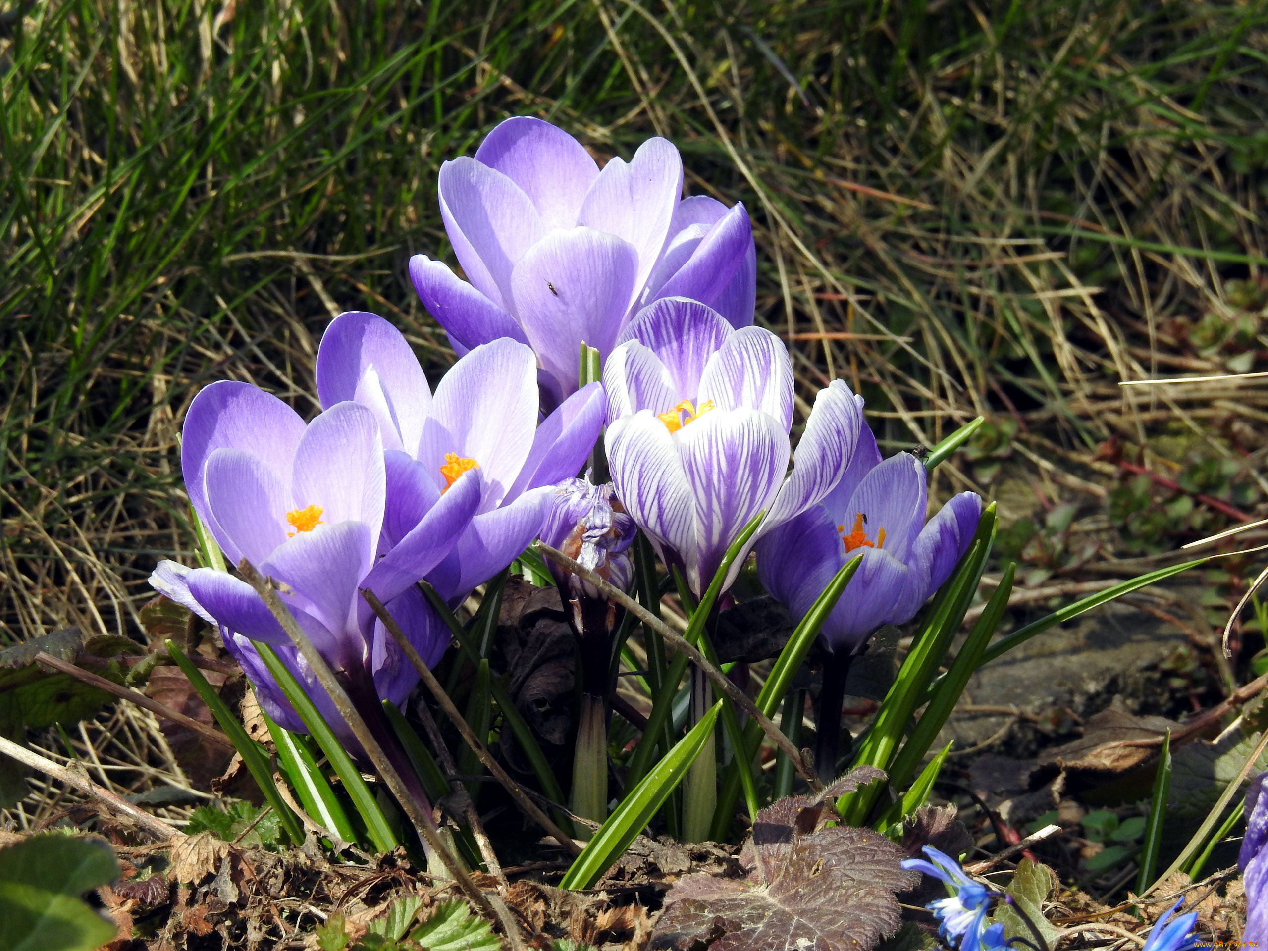 цветы, крокусы, первоцветы