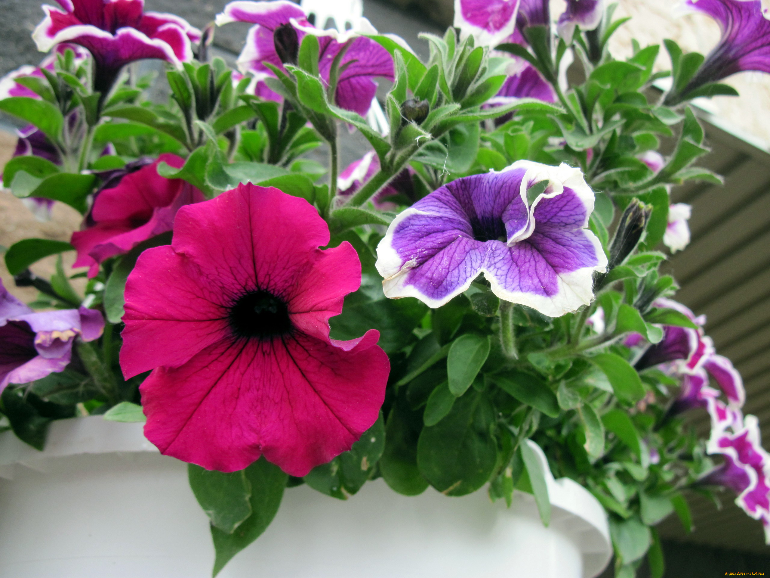 цветы, петунии, , калибрахоа, розовый, лиловый