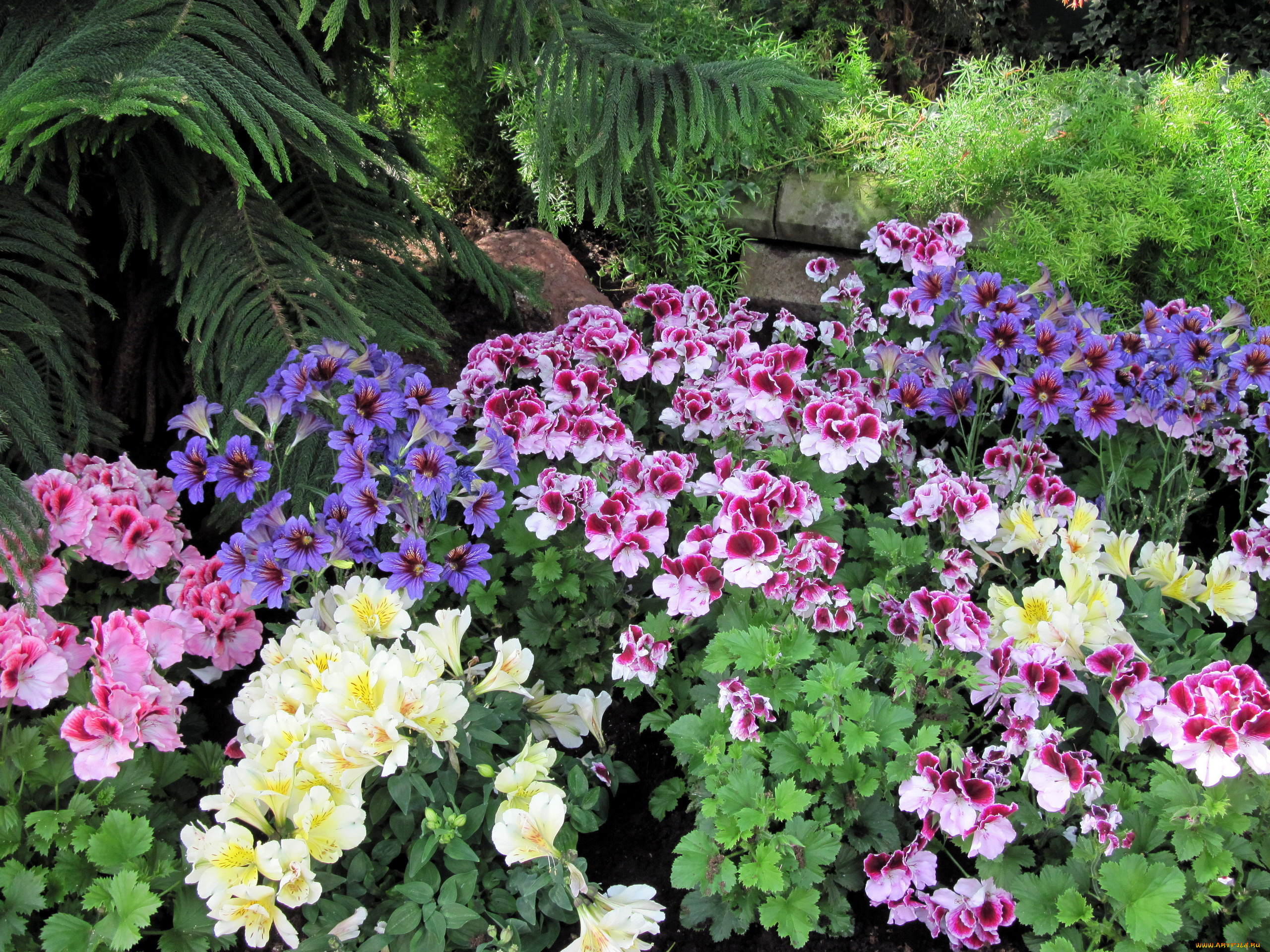 цветы, разные, вместе, герань, сальпиглоссис, альстромерия