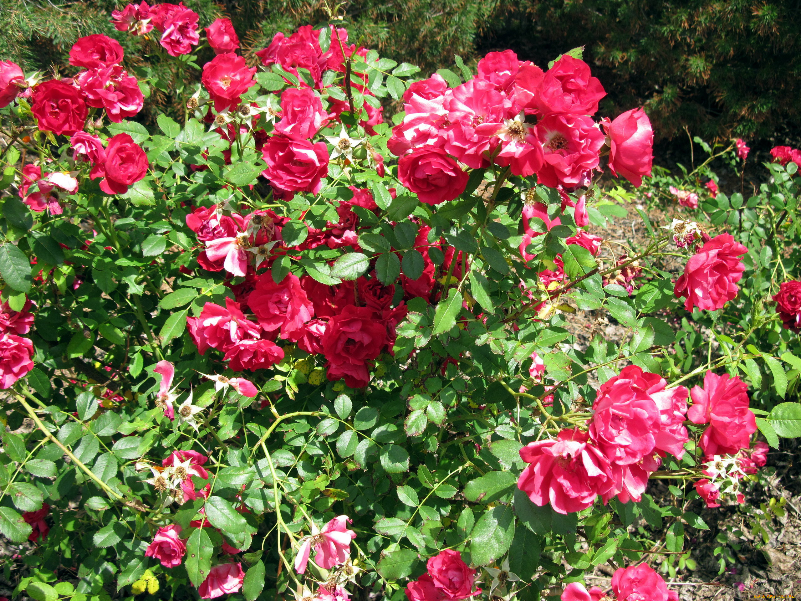 цветы, розы, куст