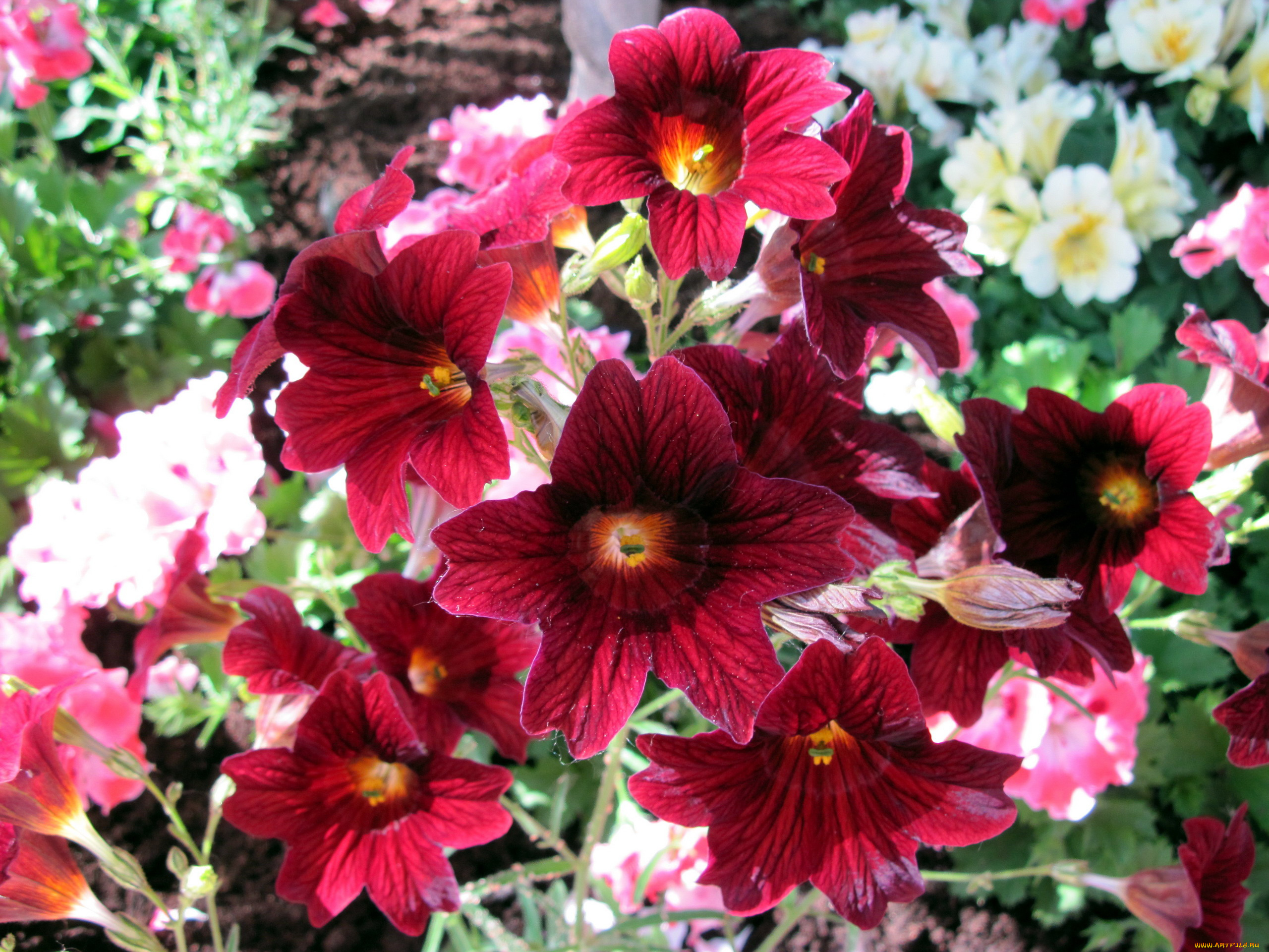 цветы, сальпиглоссис, бордовый