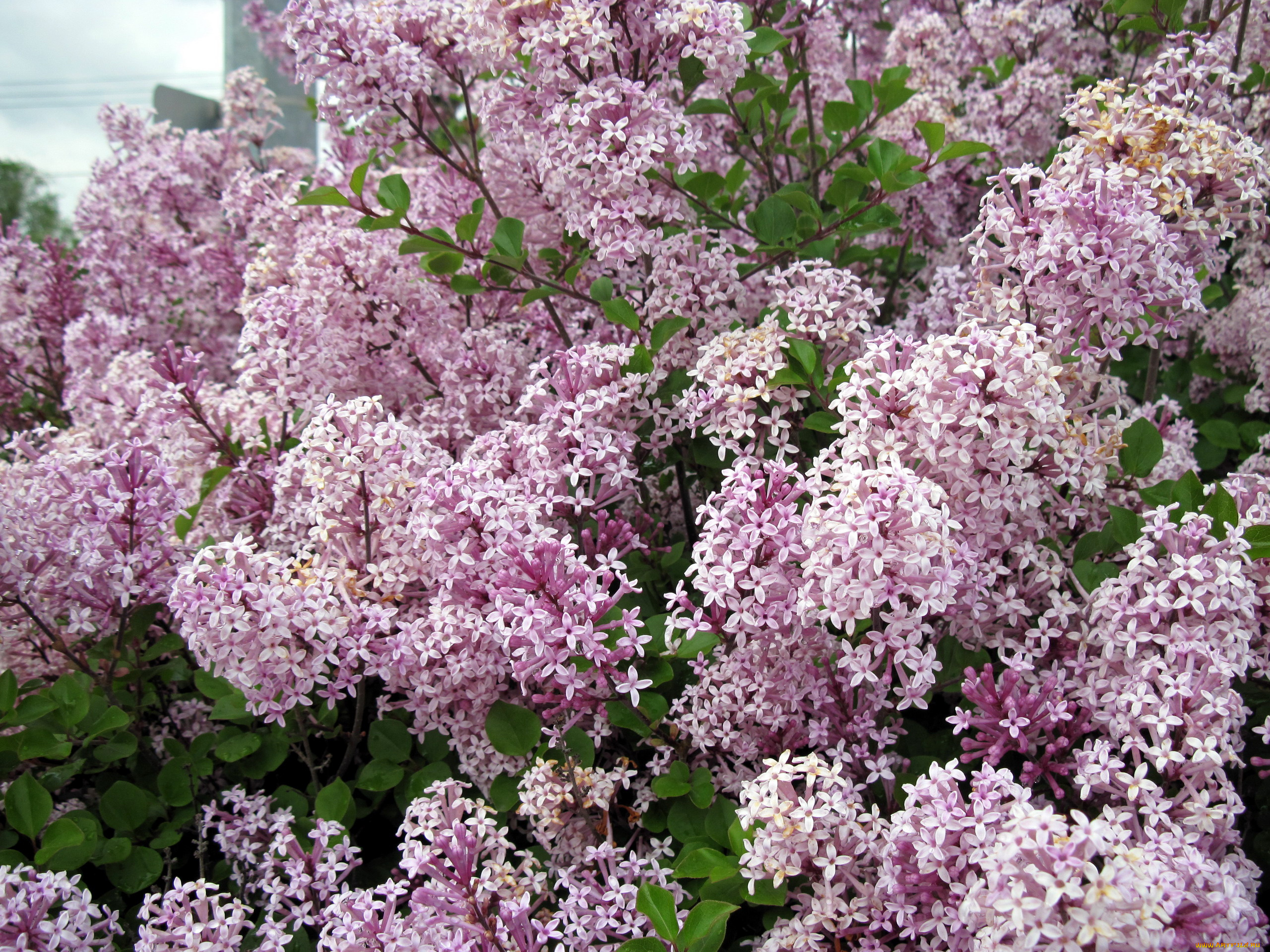 цветы, сирень, розовый