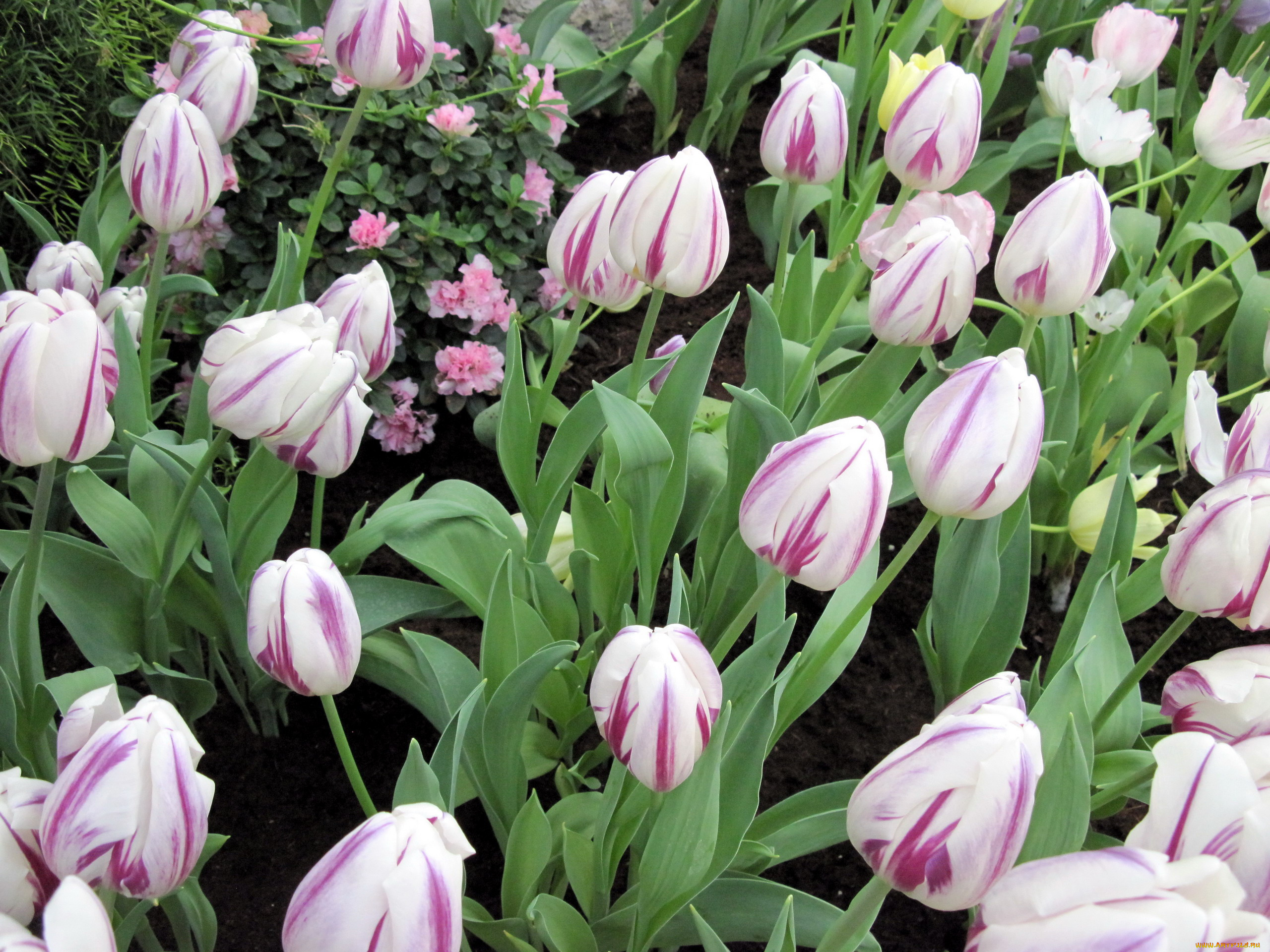 цветы, тюльпаны, бутоны