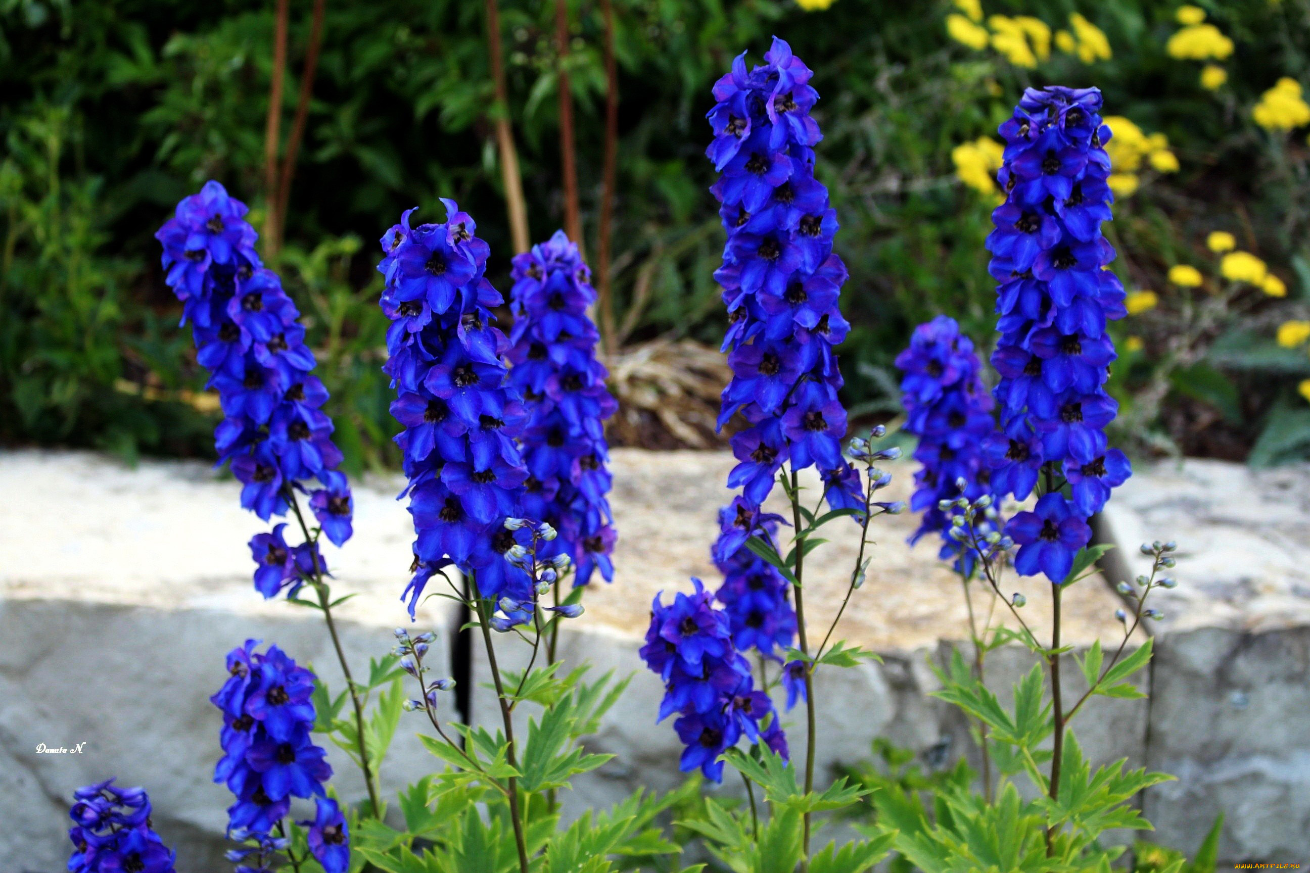 цветы, дельфиниум, синий