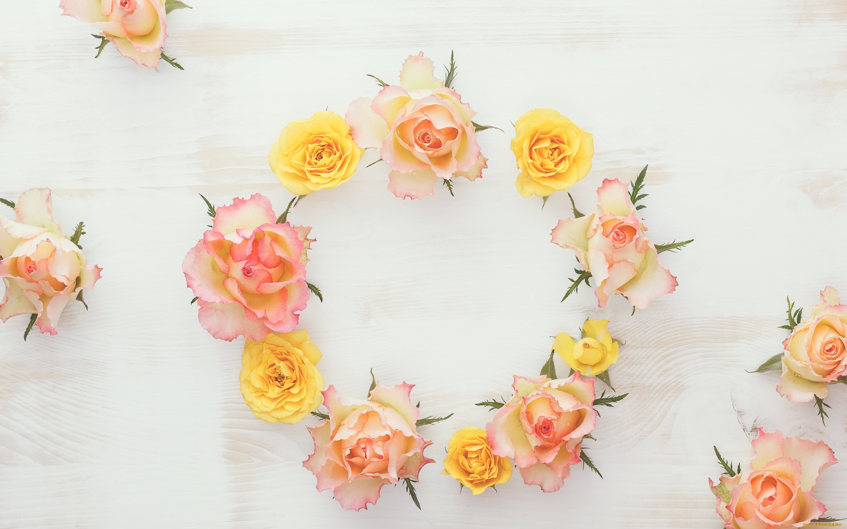 цветы, розы, roses, wood, flowers