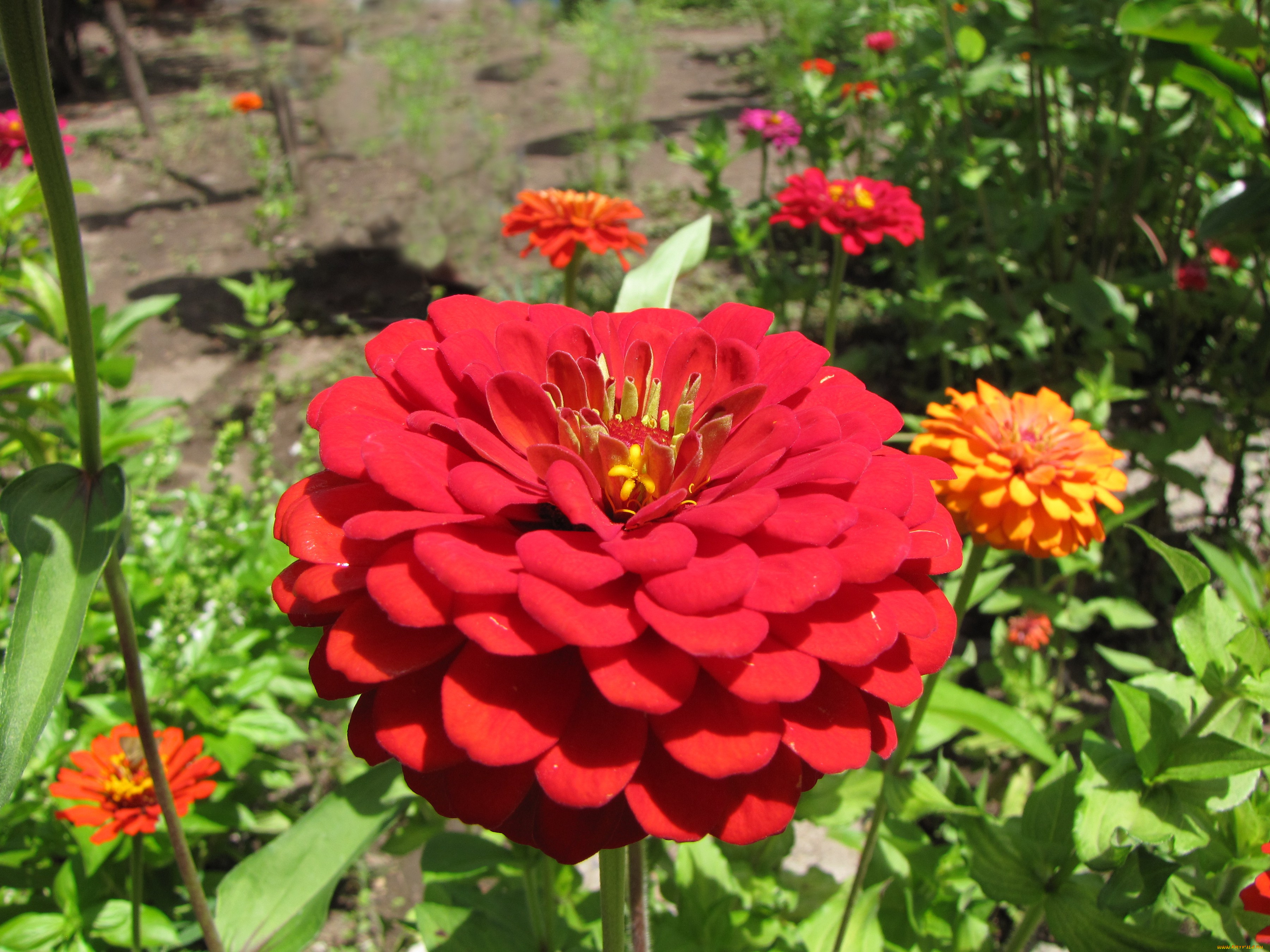 цинния, цветы