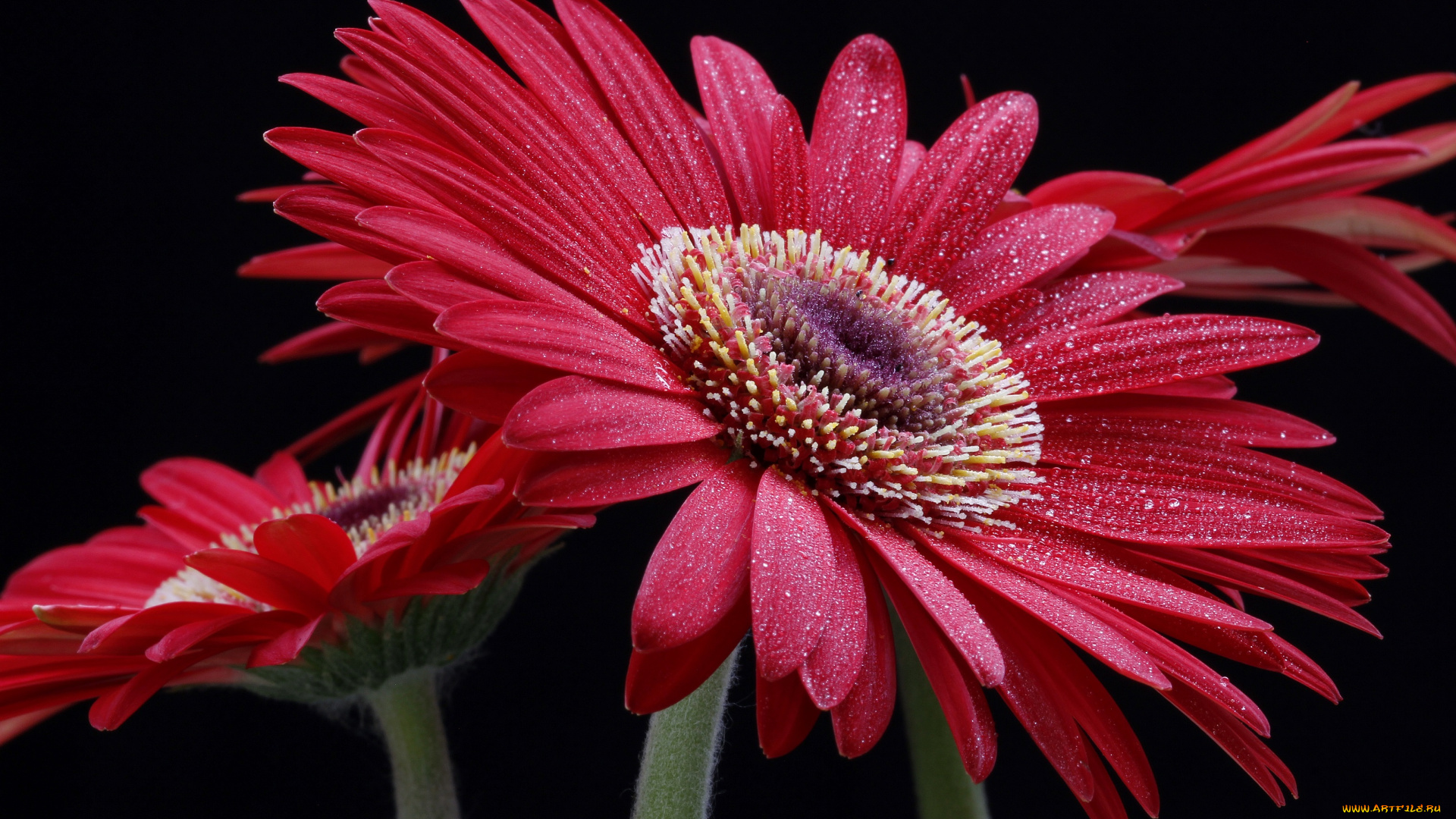 цветы, герберы, макро, красная, цветок, капли, гербера