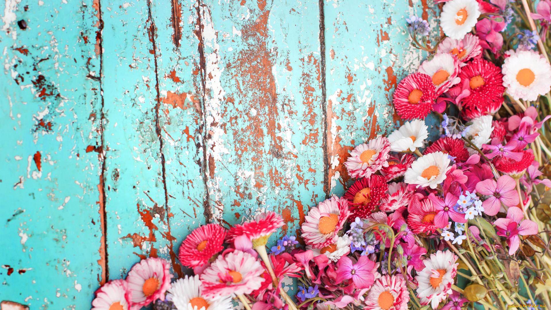 цветы, хризантемы, доски, фон