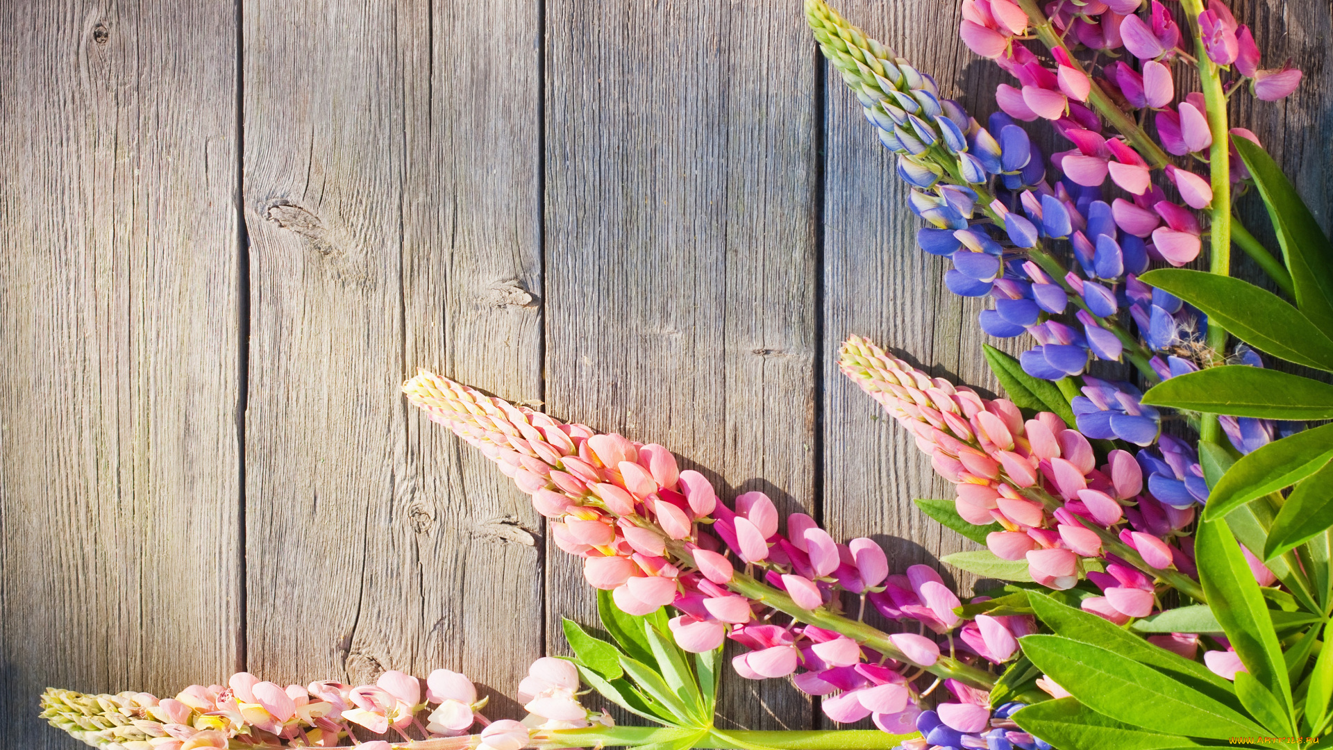 цветы, люпин, доски