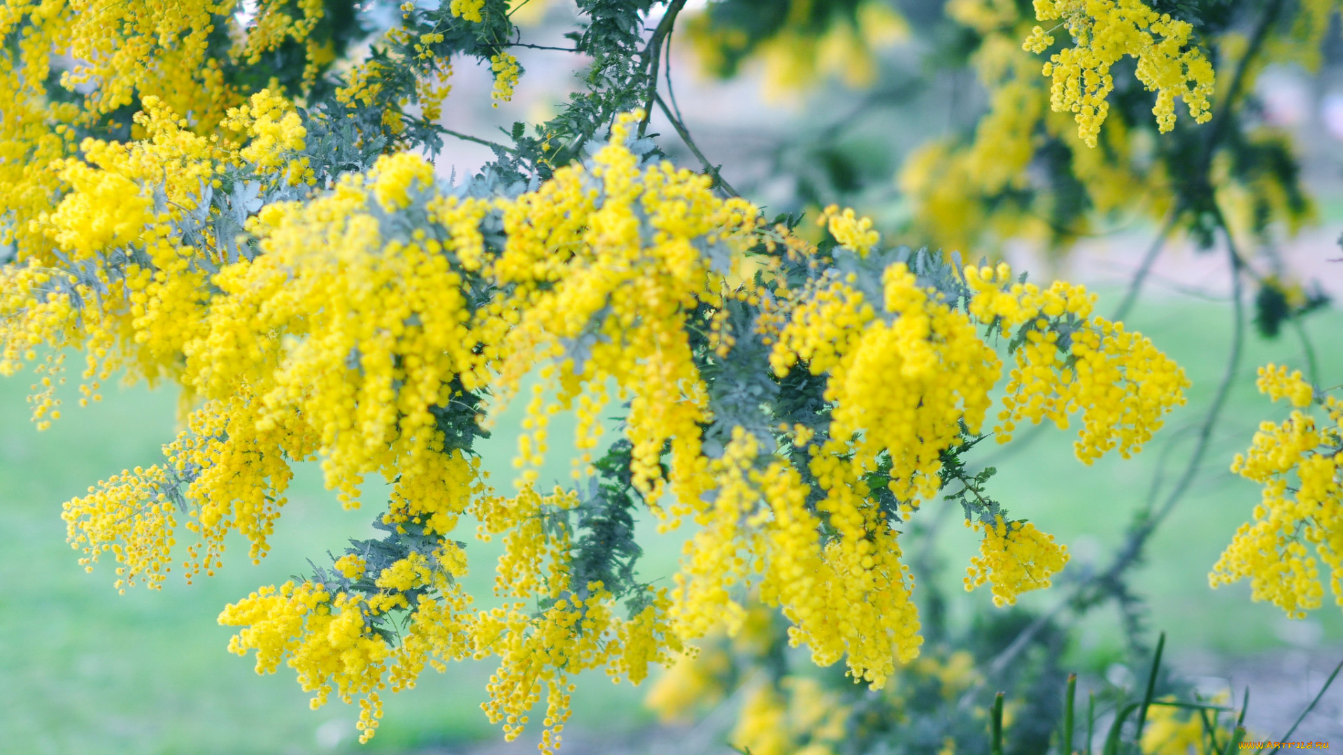 цветы, мимоза, весна, цветение, дерево