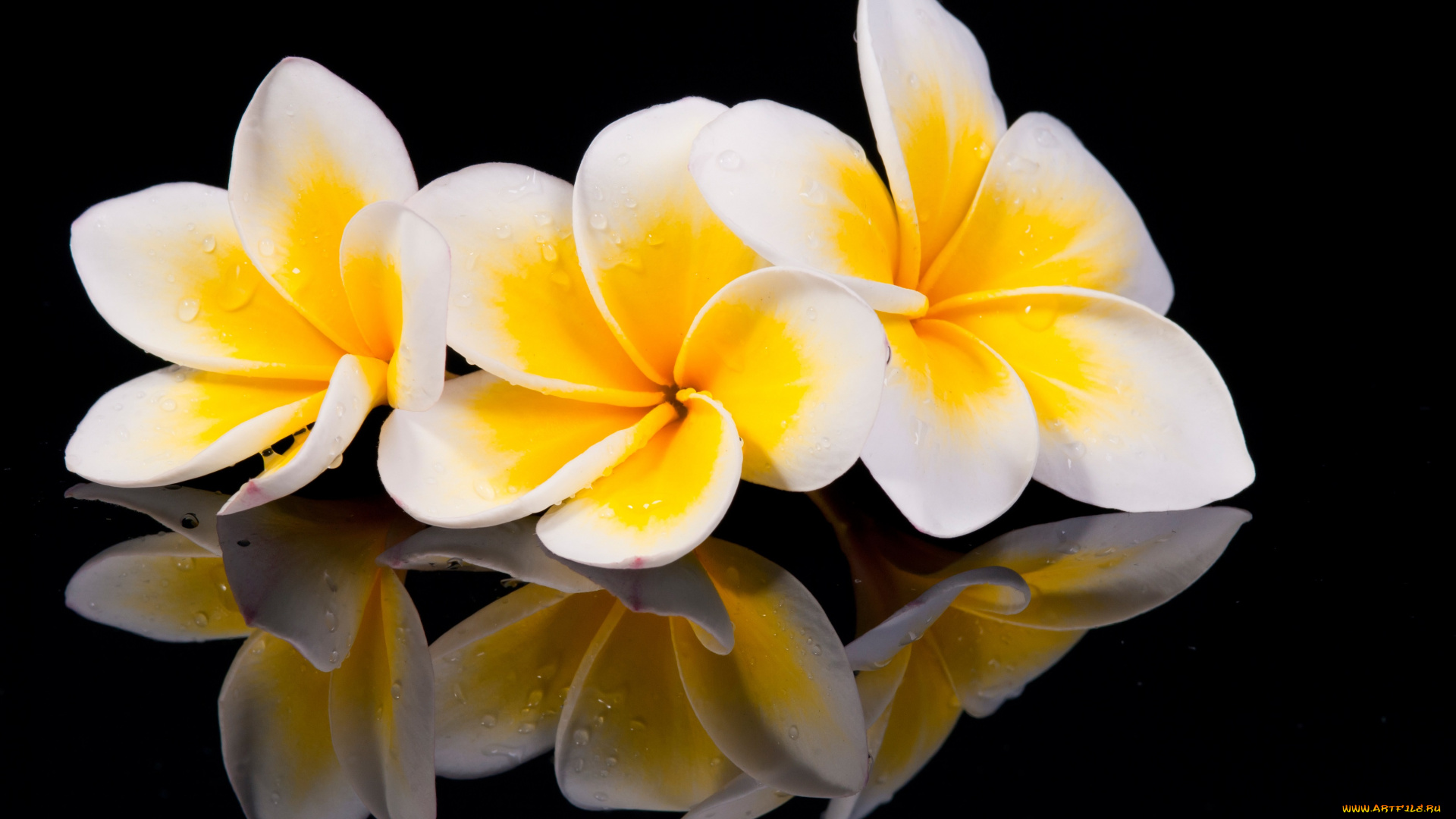 цветы, плюмерия, plumeria, wood, flowers