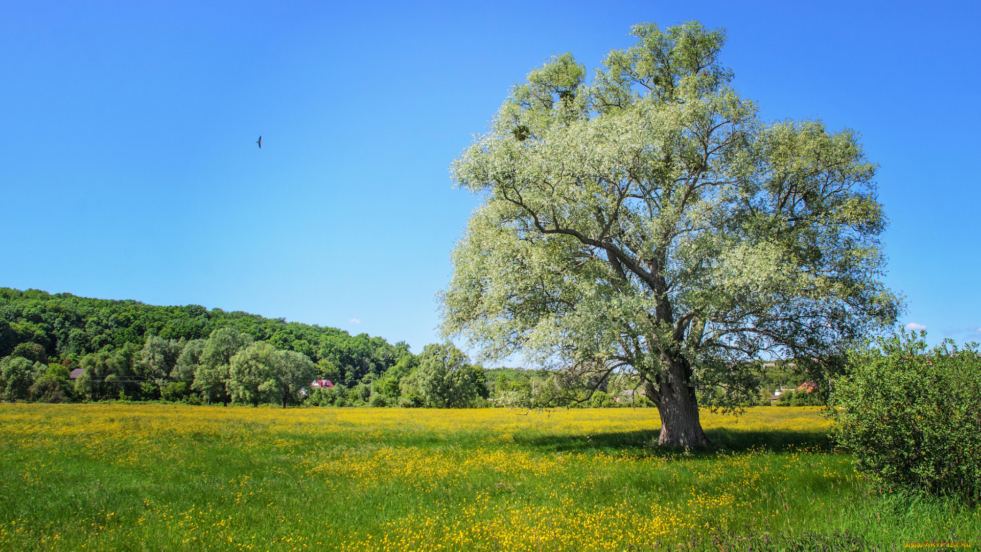 природа, деревья, простор