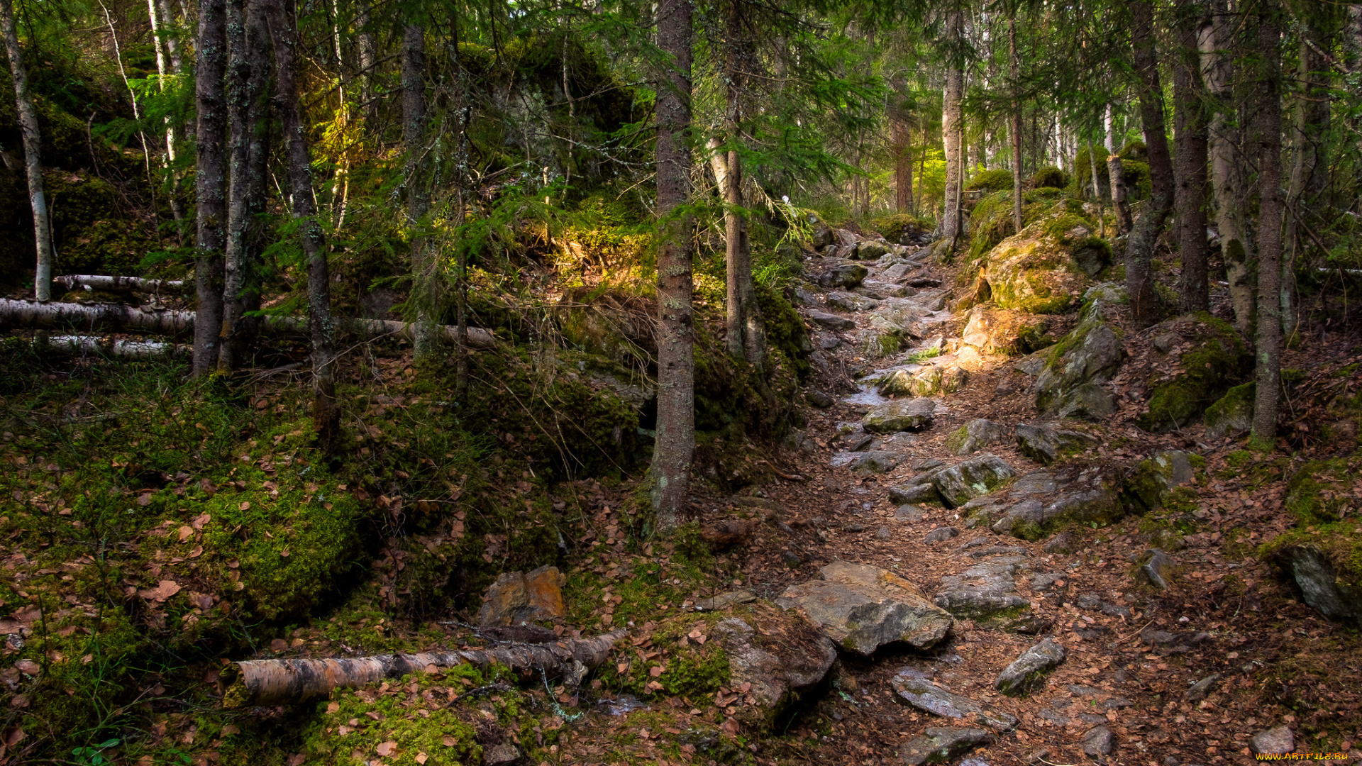 природа, лес, простор