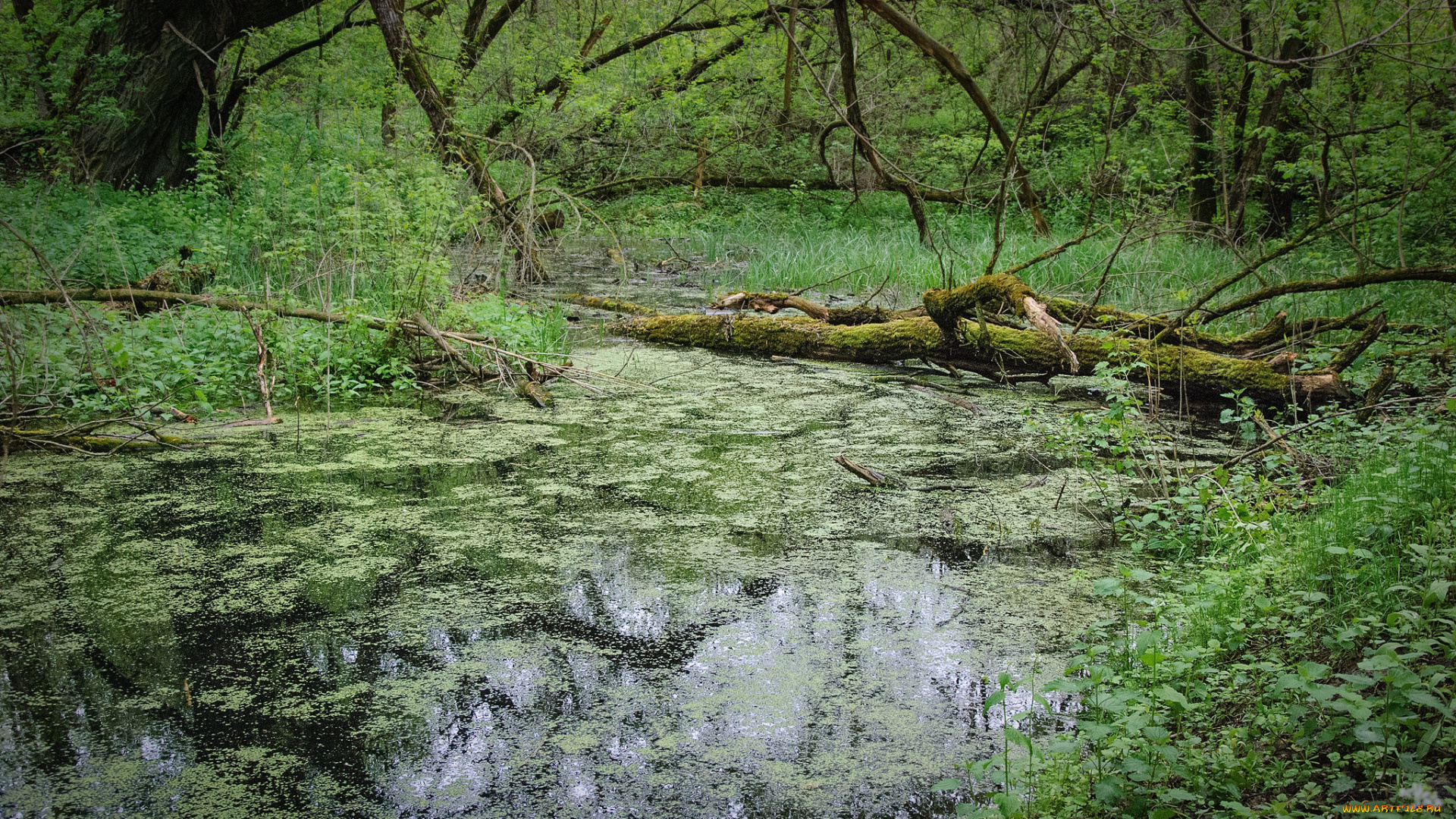 природа, лес, простор