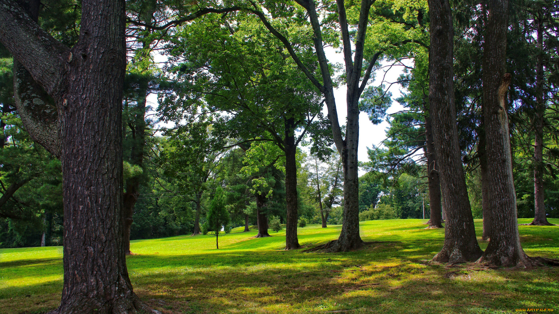 природа, лес, простор