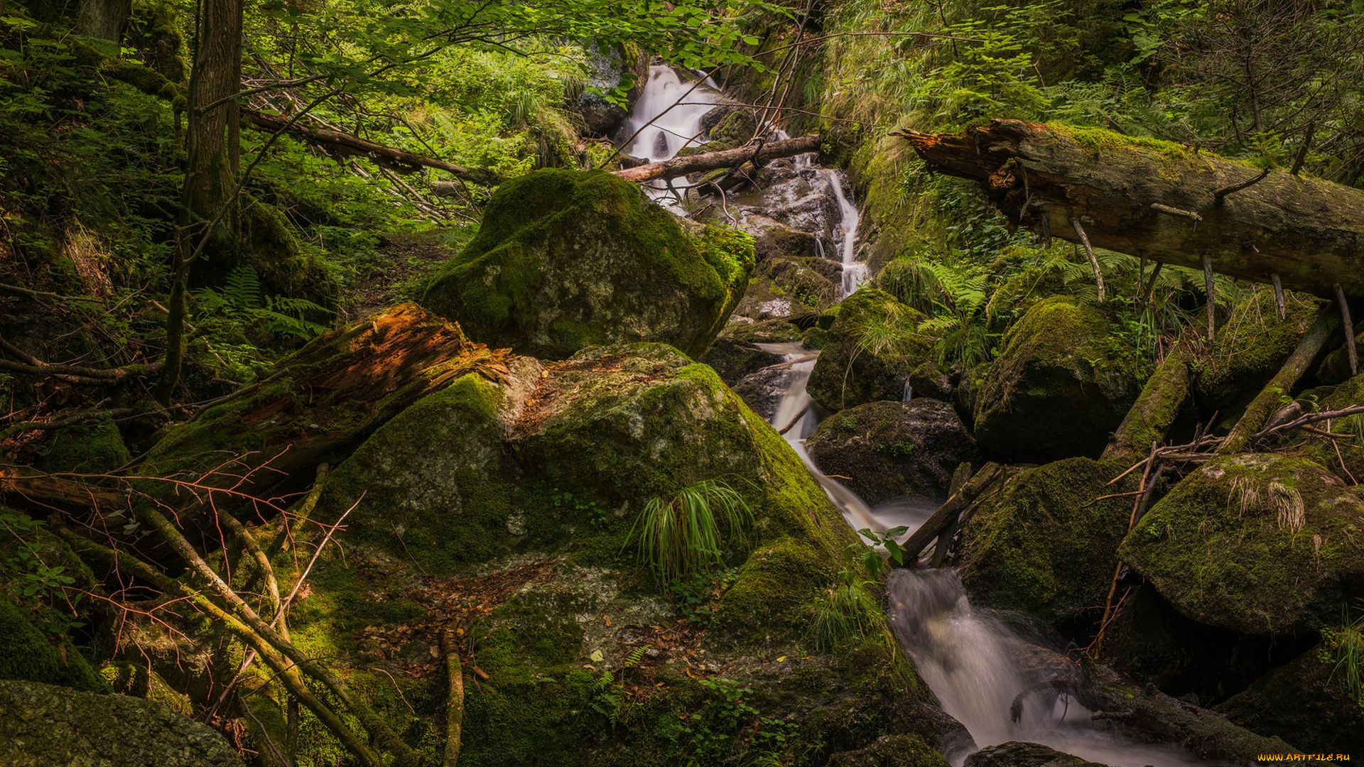 природа, лес, простор