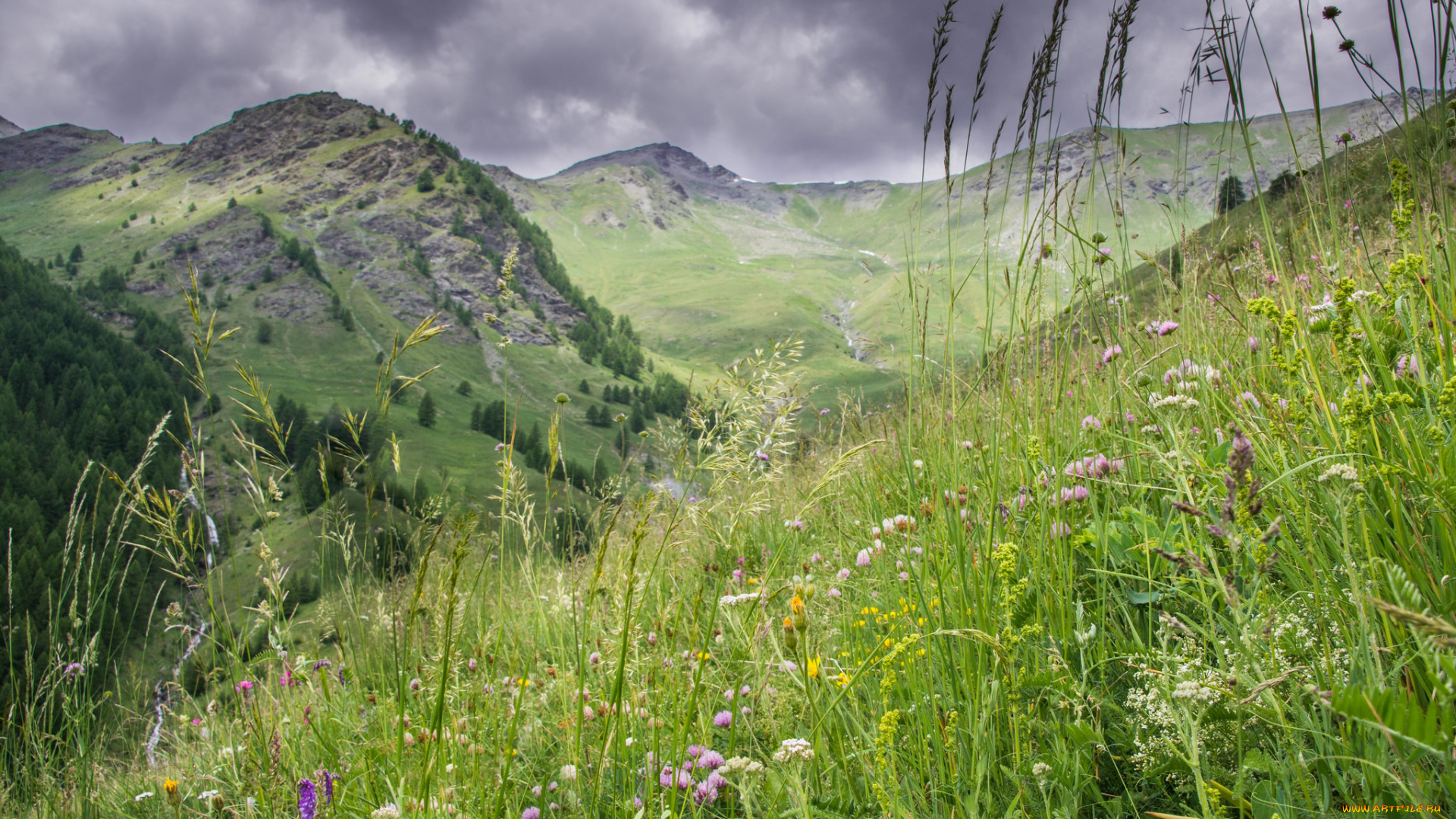 природа, луга, простор