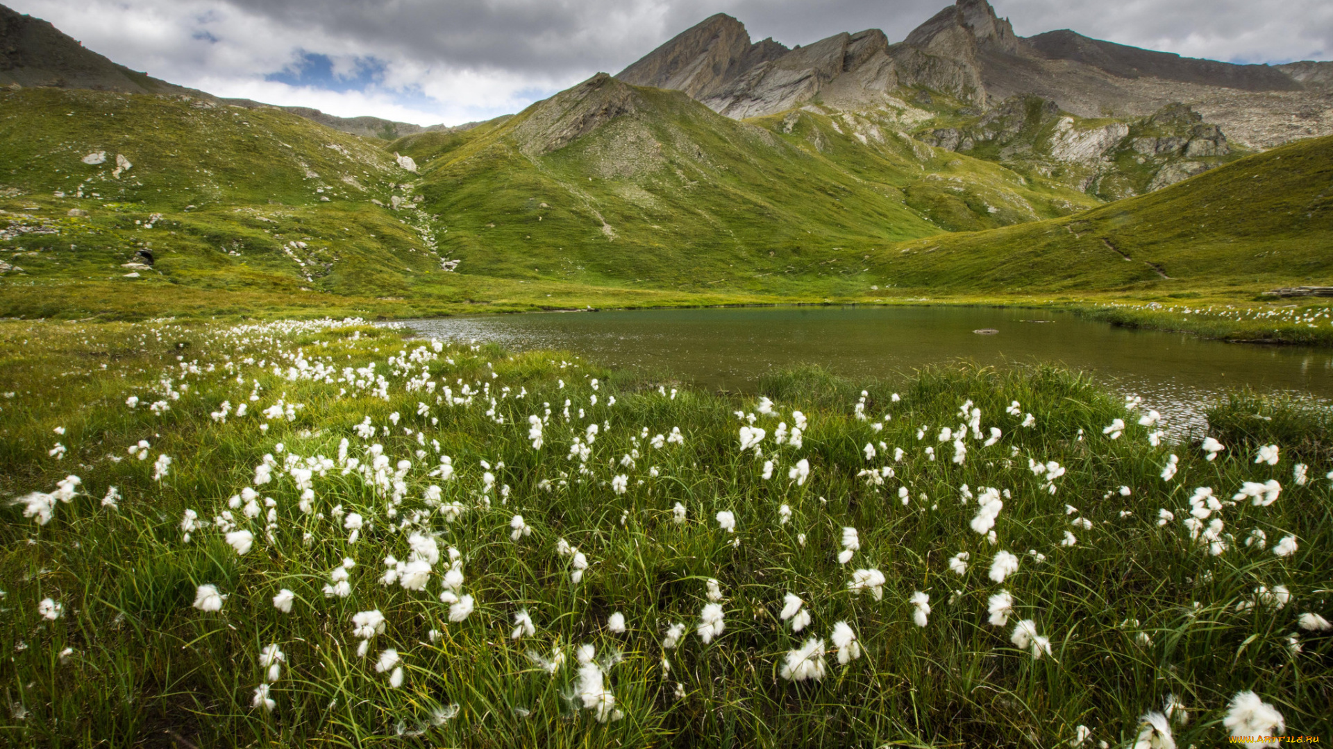 природа, луга, простор