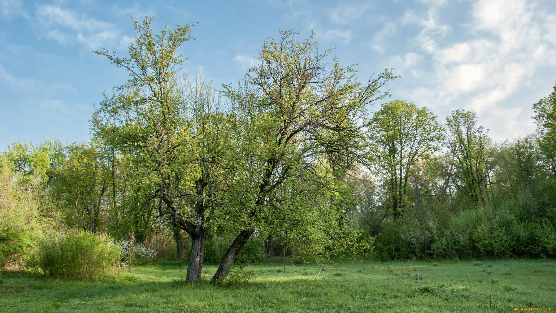 природа, пейзажи, простор