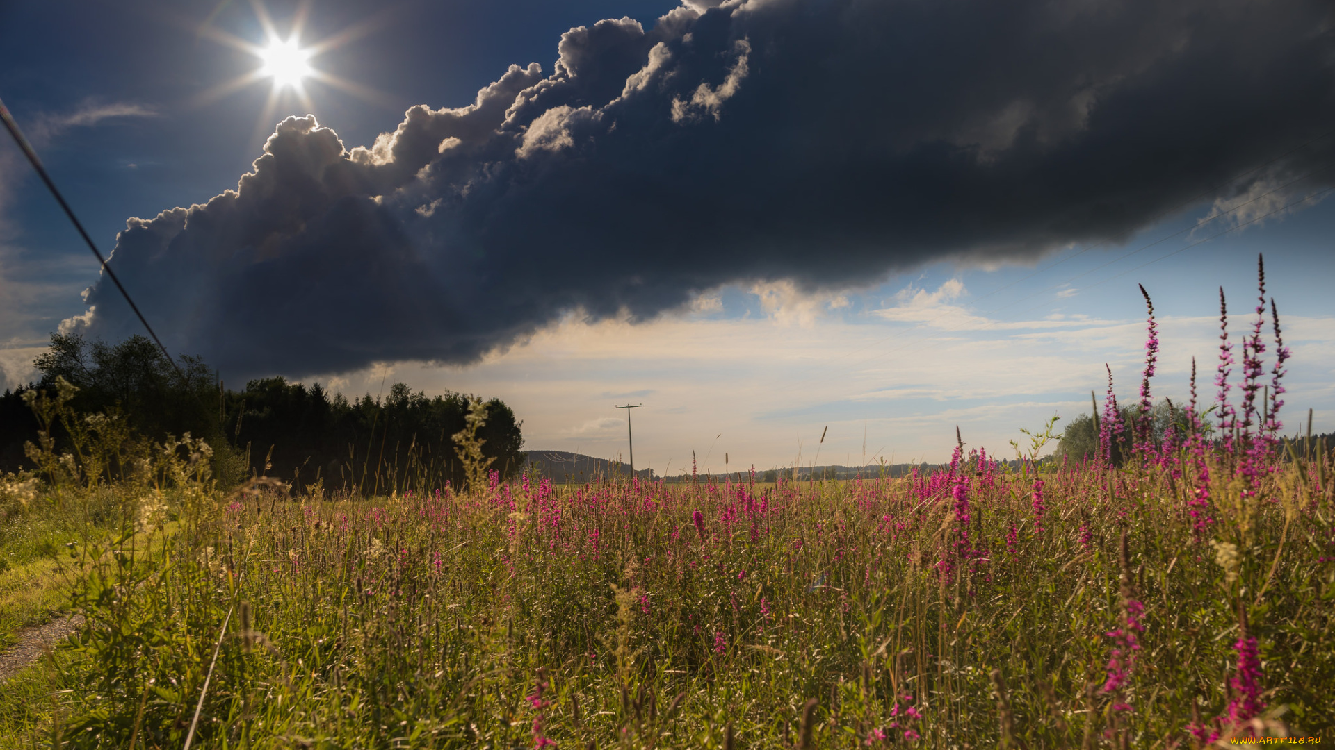 природа, поля, простор