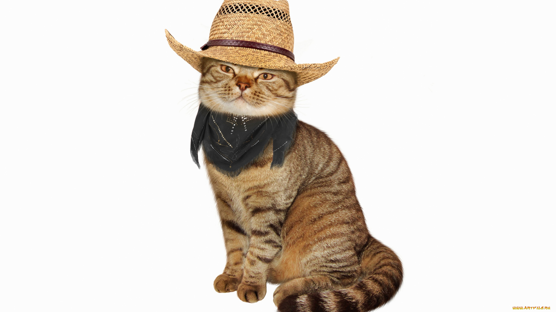 животные, коты, шляпа, кот