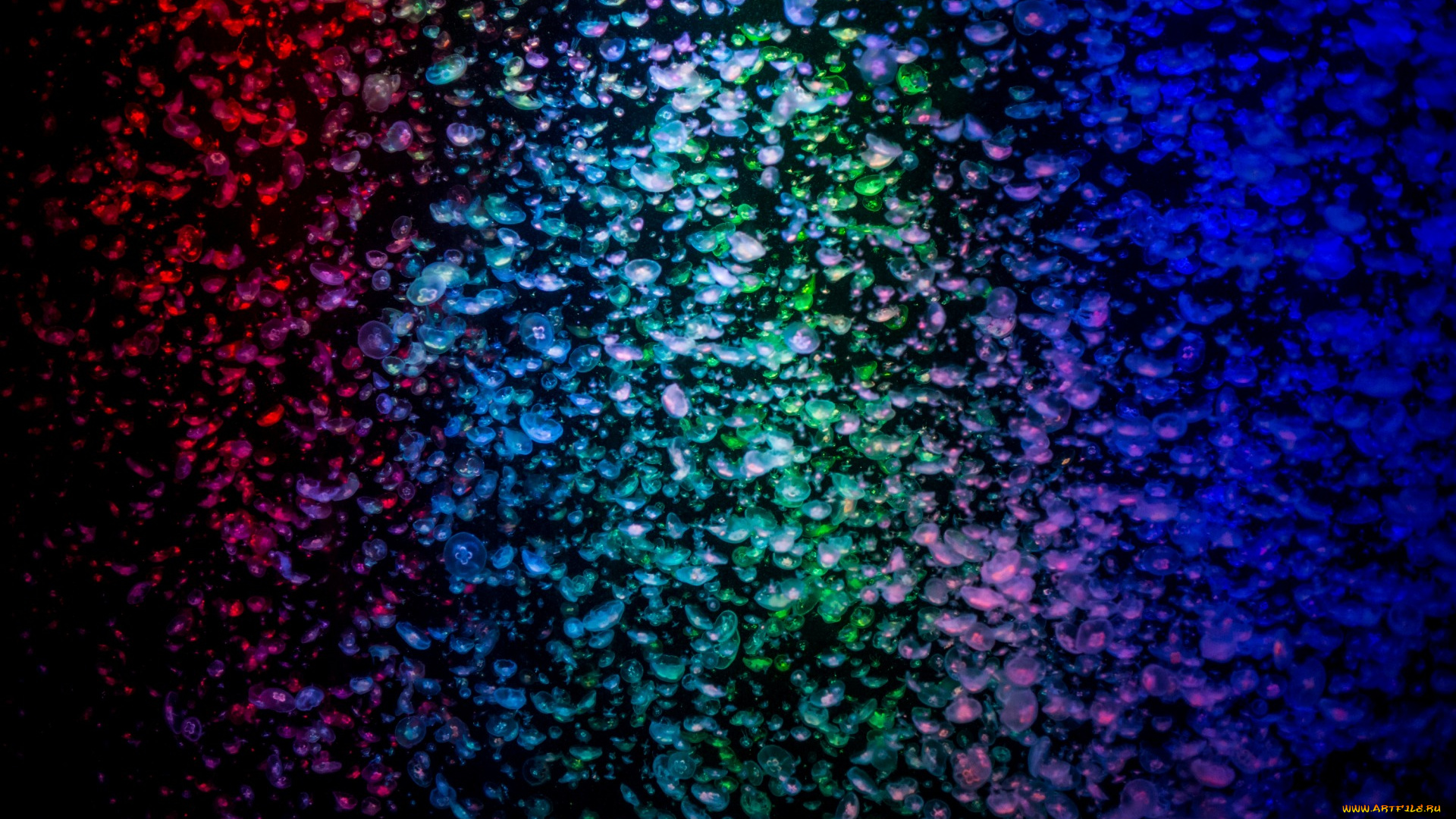 животные, медузы