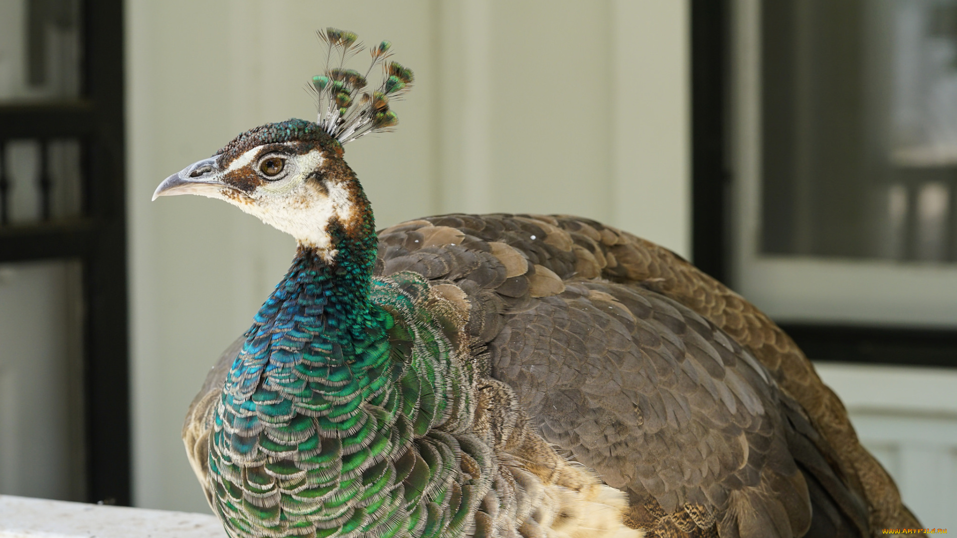 животные, павлины, птица, павлин, отдых