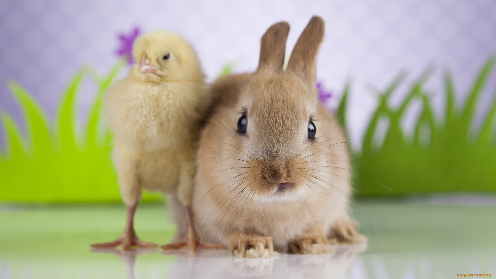 животные, разные, вместе, друзья, цыпленок, кролик