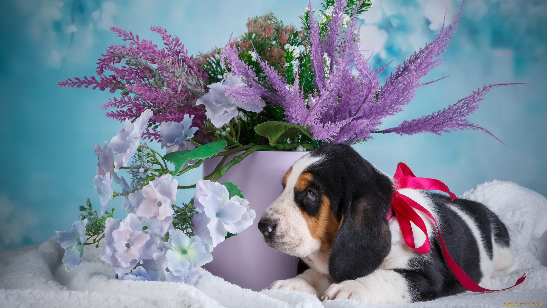 животные, собаки, собака, щенок, ведро, голубой, фон, цветы