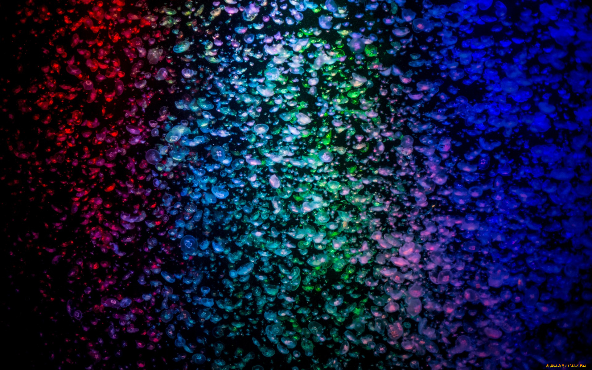 животные, медузы