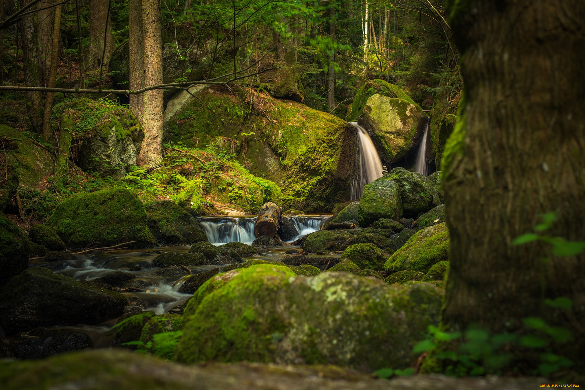 природа, лес, простор