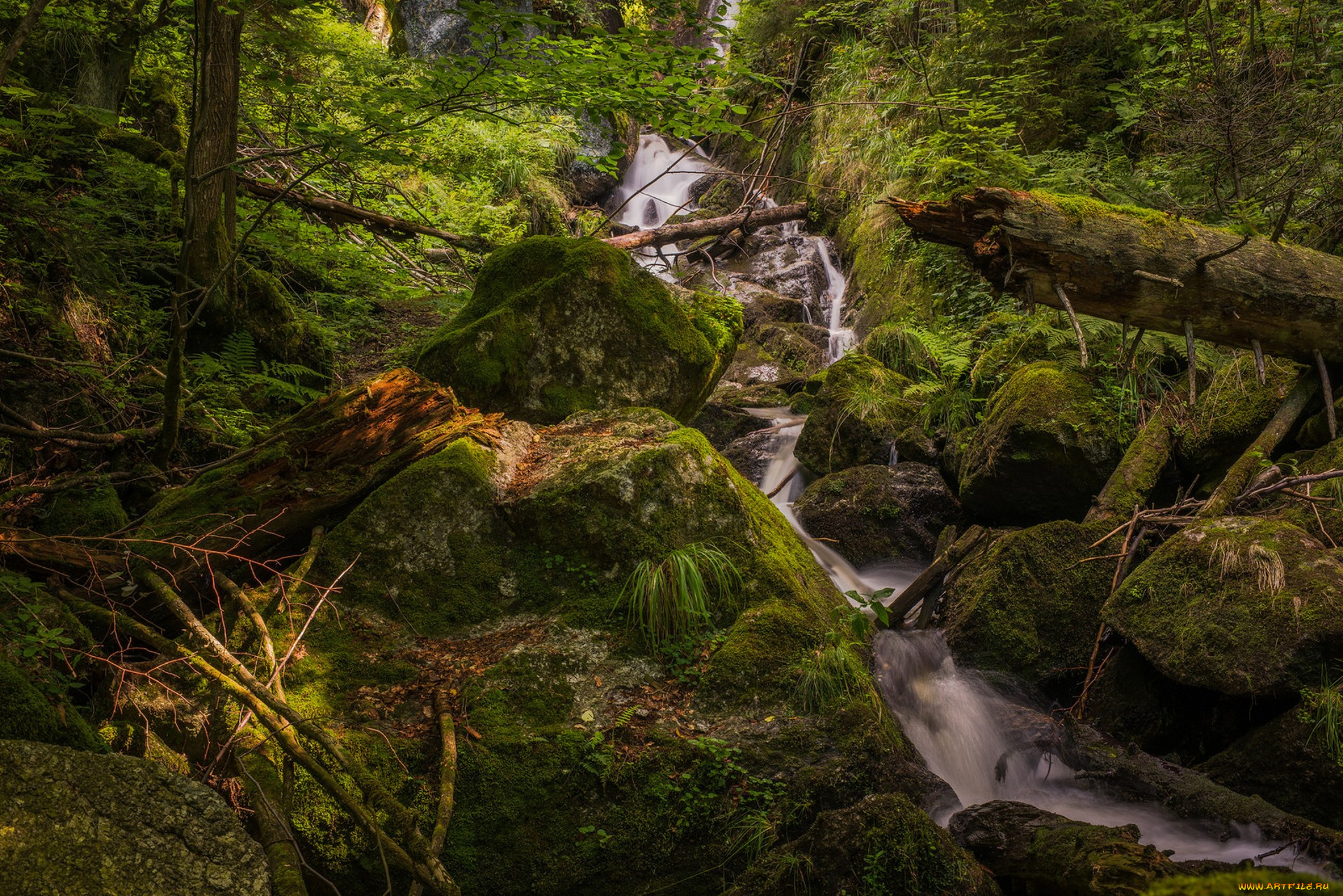 природа, лес, простор