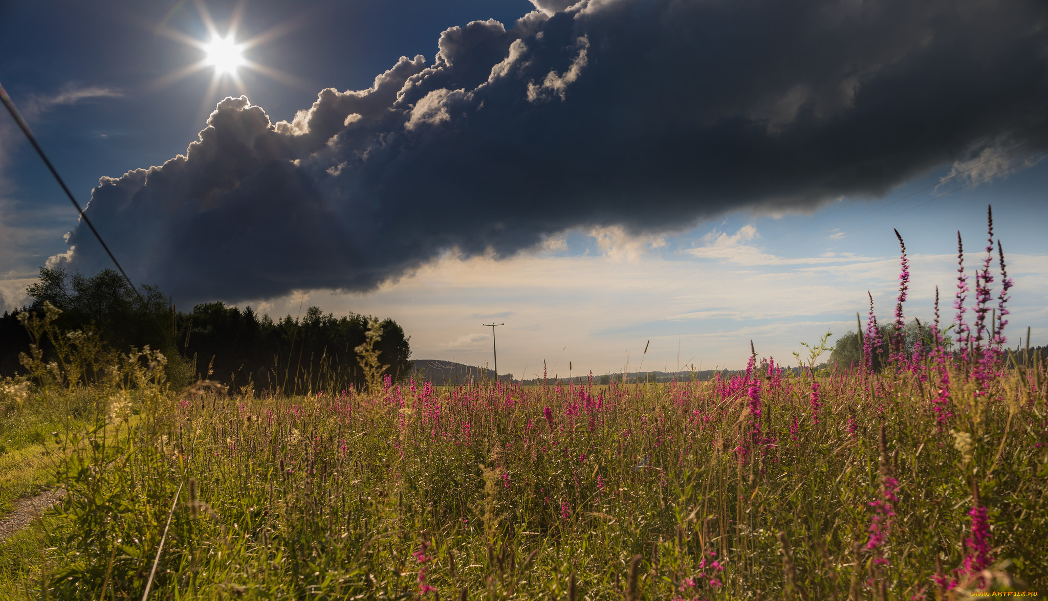 природа, поля, простор
