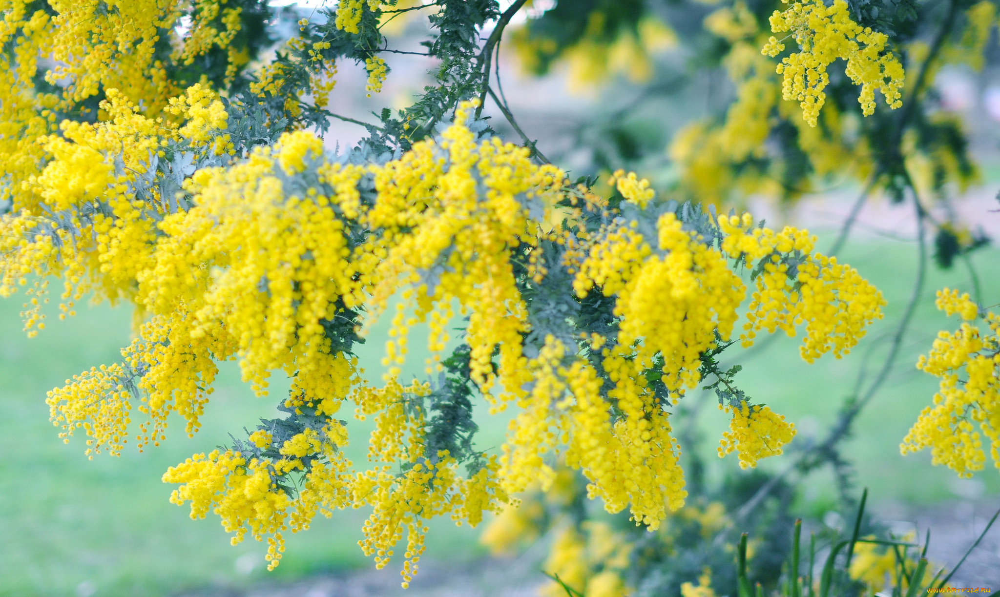 цветы, мимоза, весна, цветение, дерево
