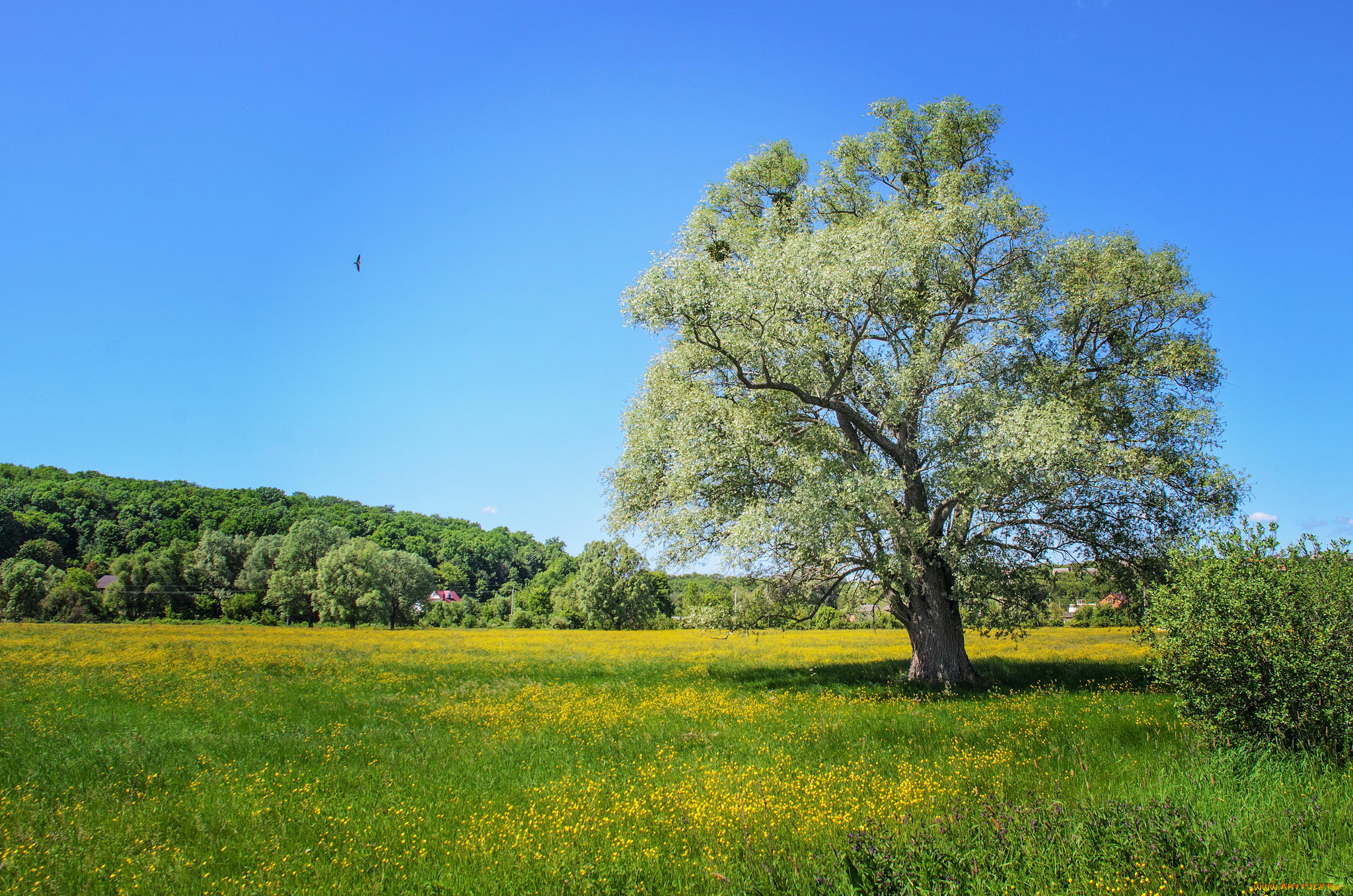 природа, деревья, простор