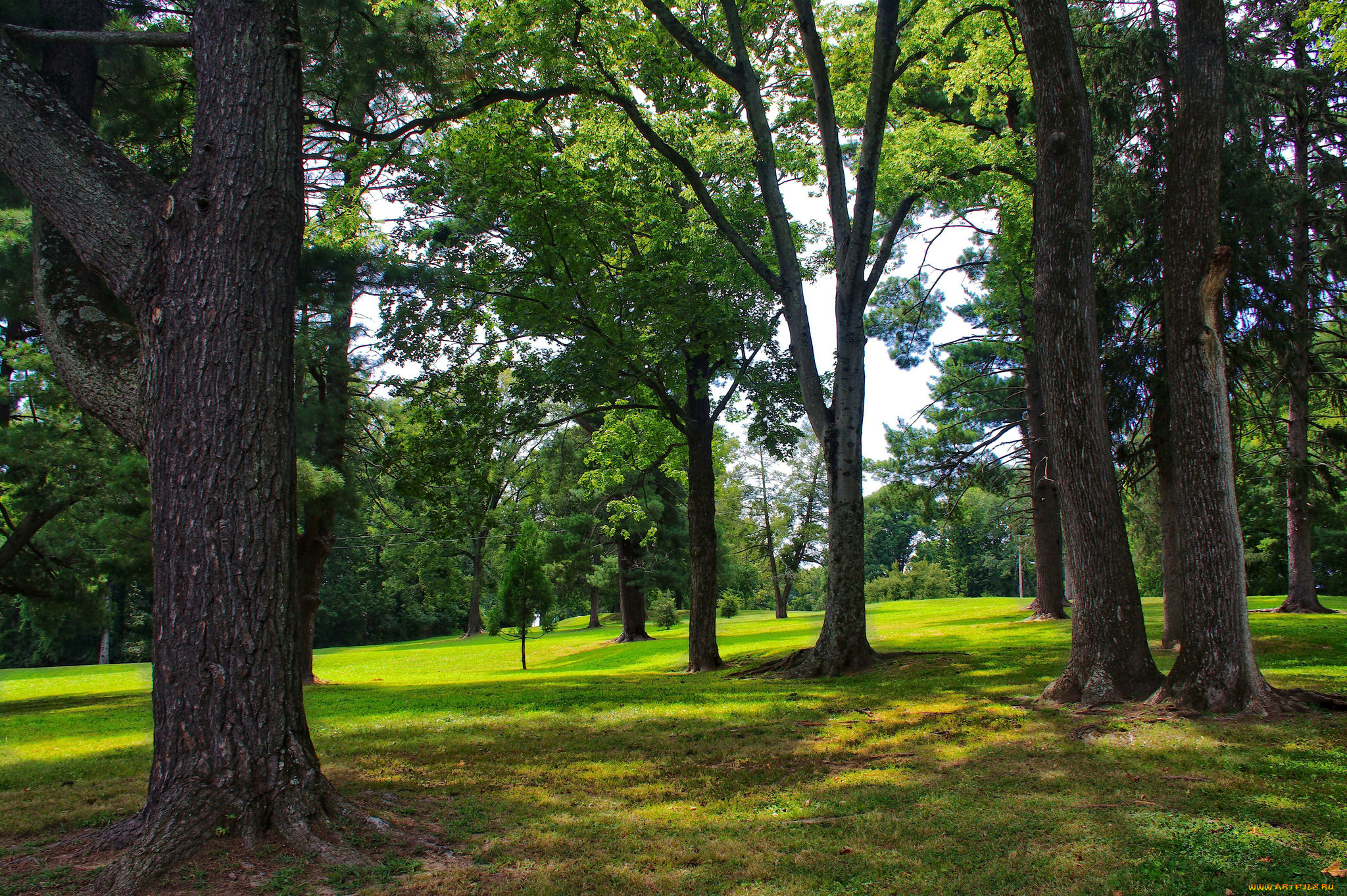 природа, лес, простор