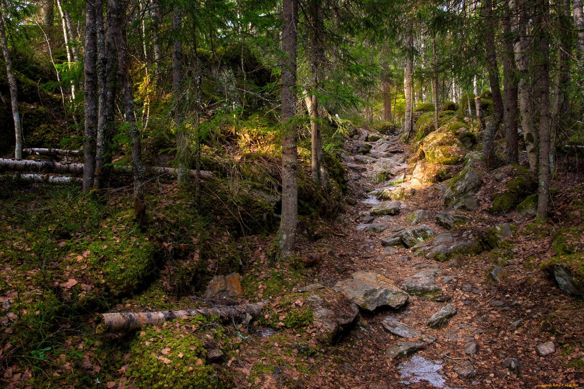 природа, лес, простор