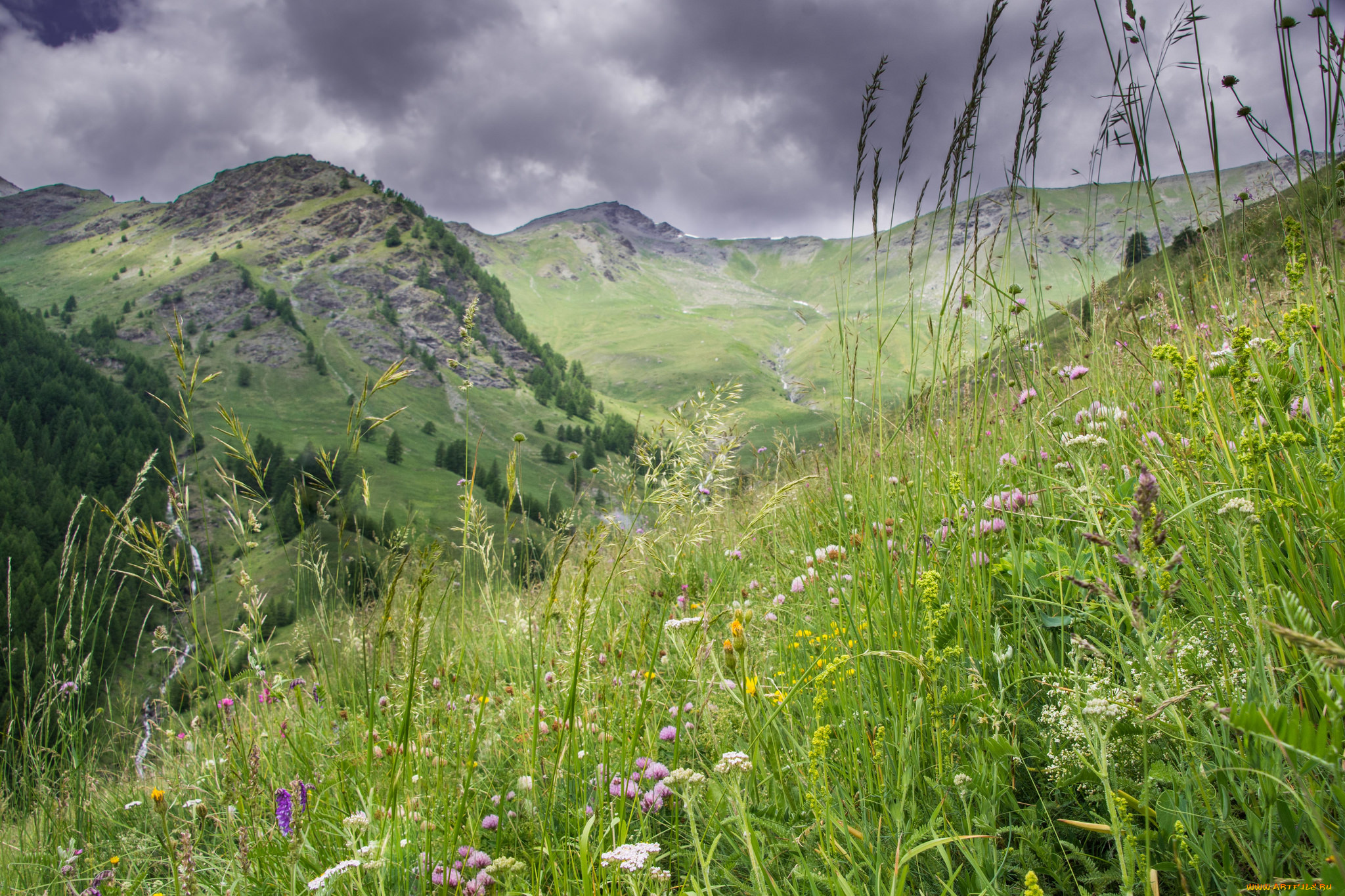 природа, луга, простор