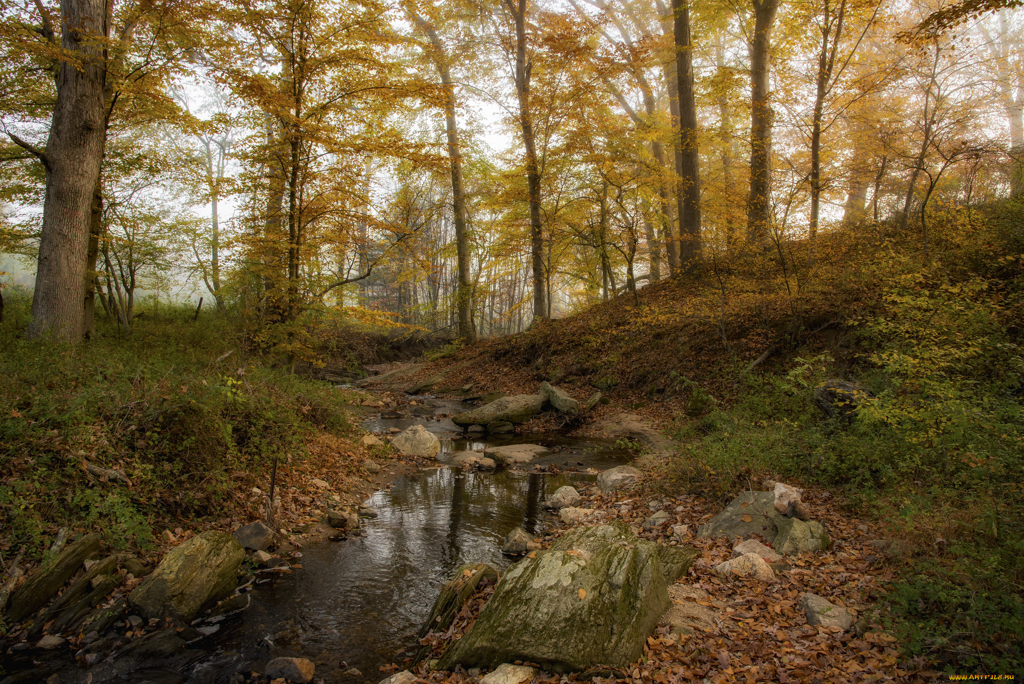 природа, лес, простор