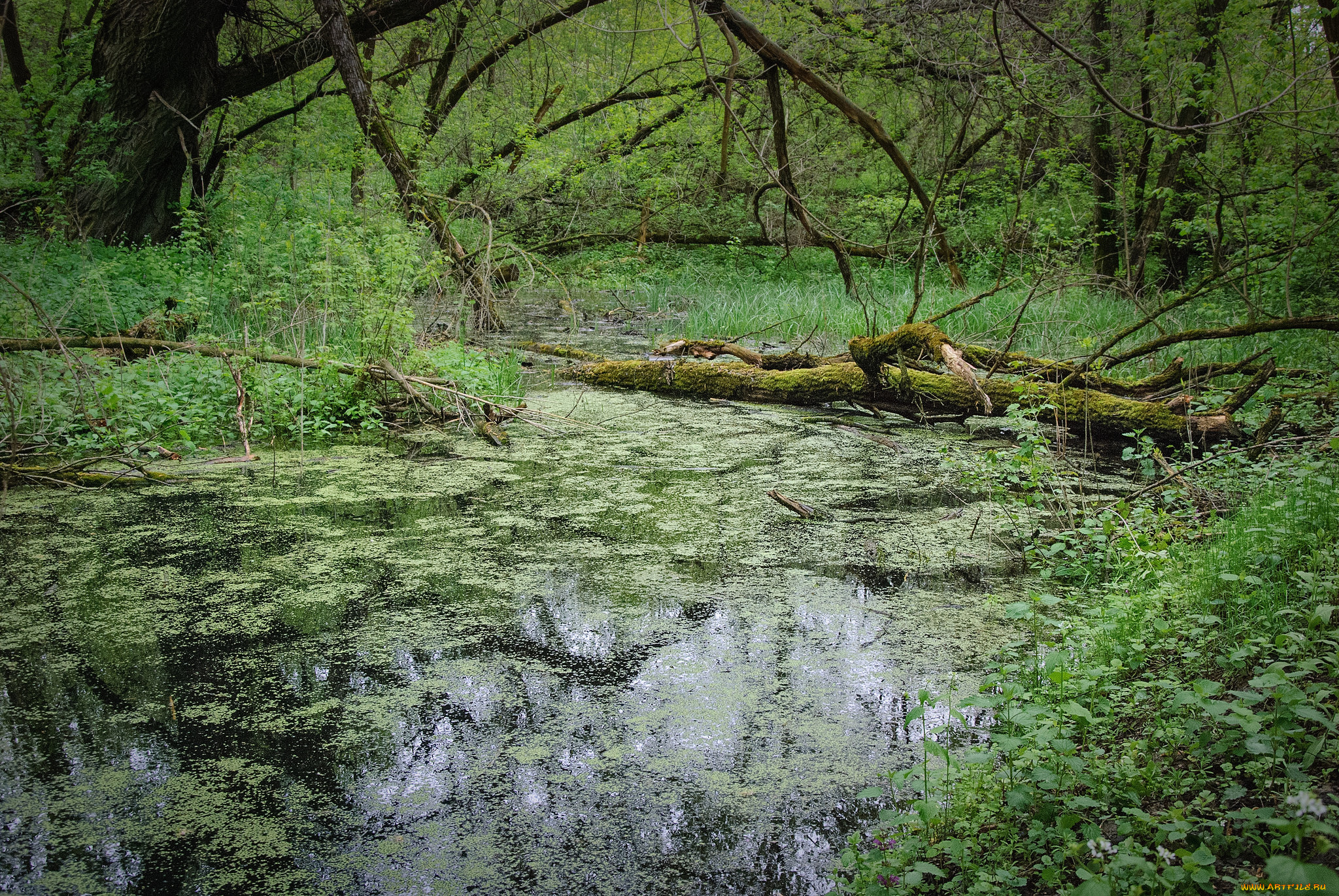 природа, лес, простор