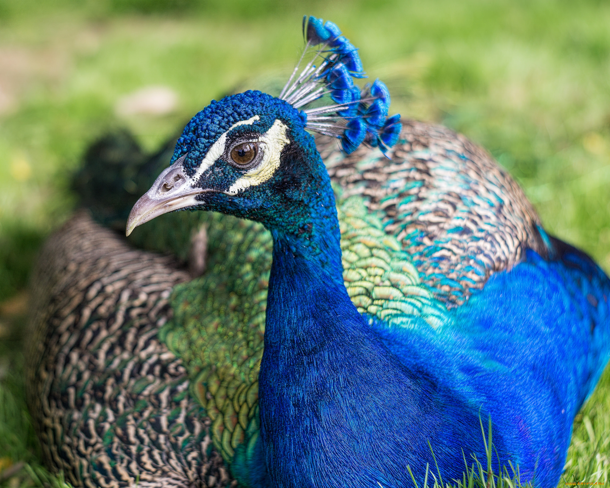 животные, павлины, окрас, птица, цвет, перья, павлин