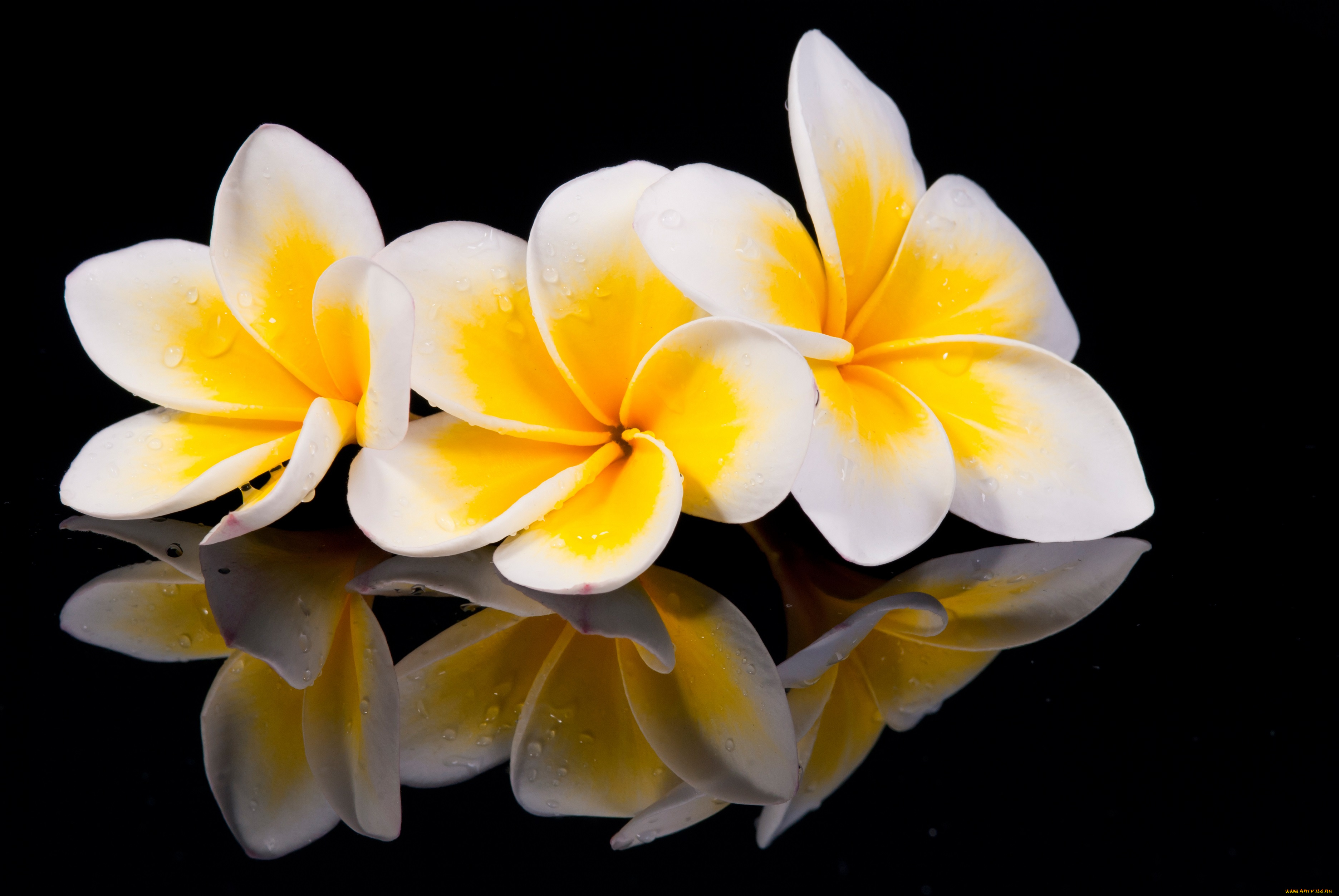 цветы, плюмерия, plumeria, wood, flowers