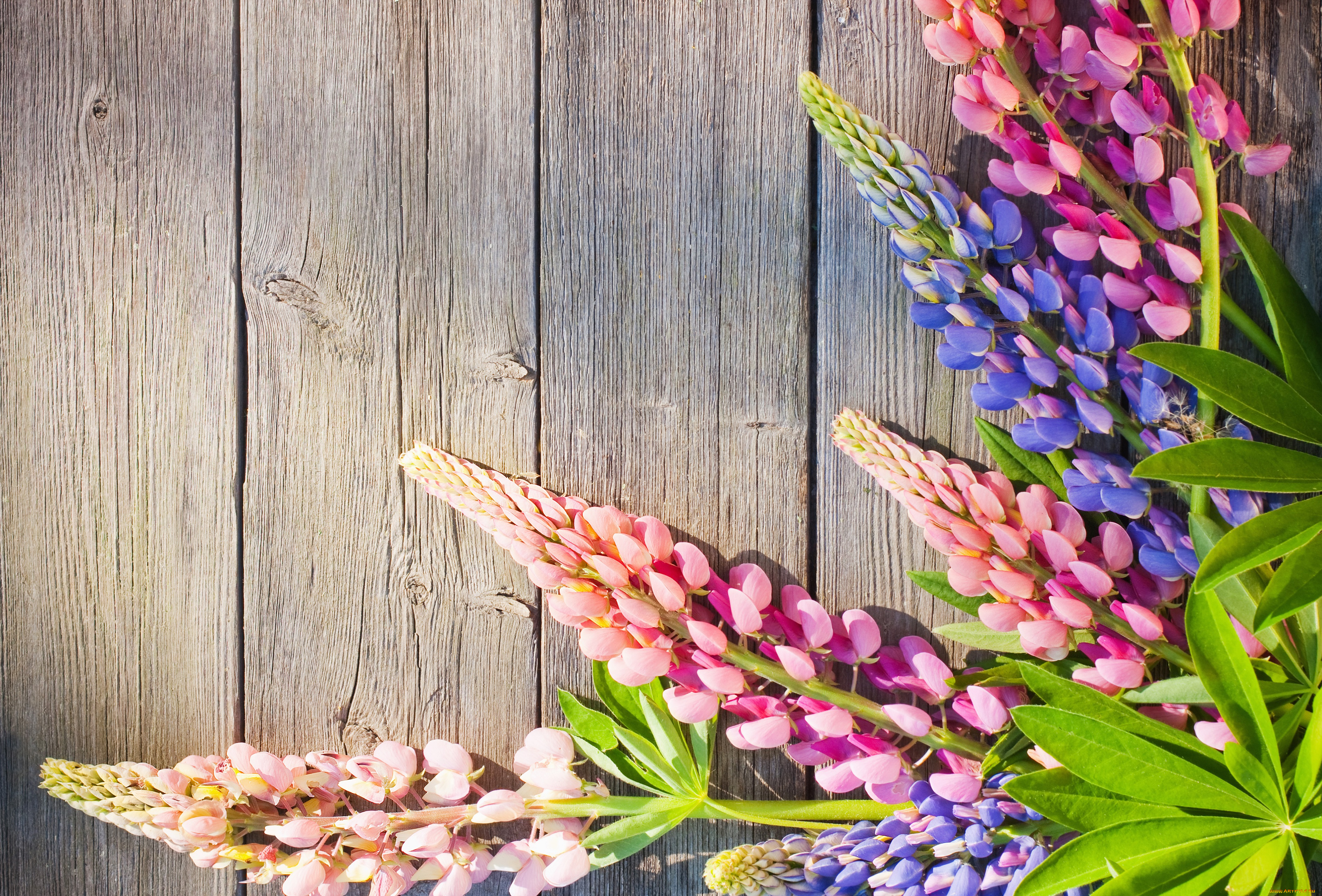 цветы, люпин, доски