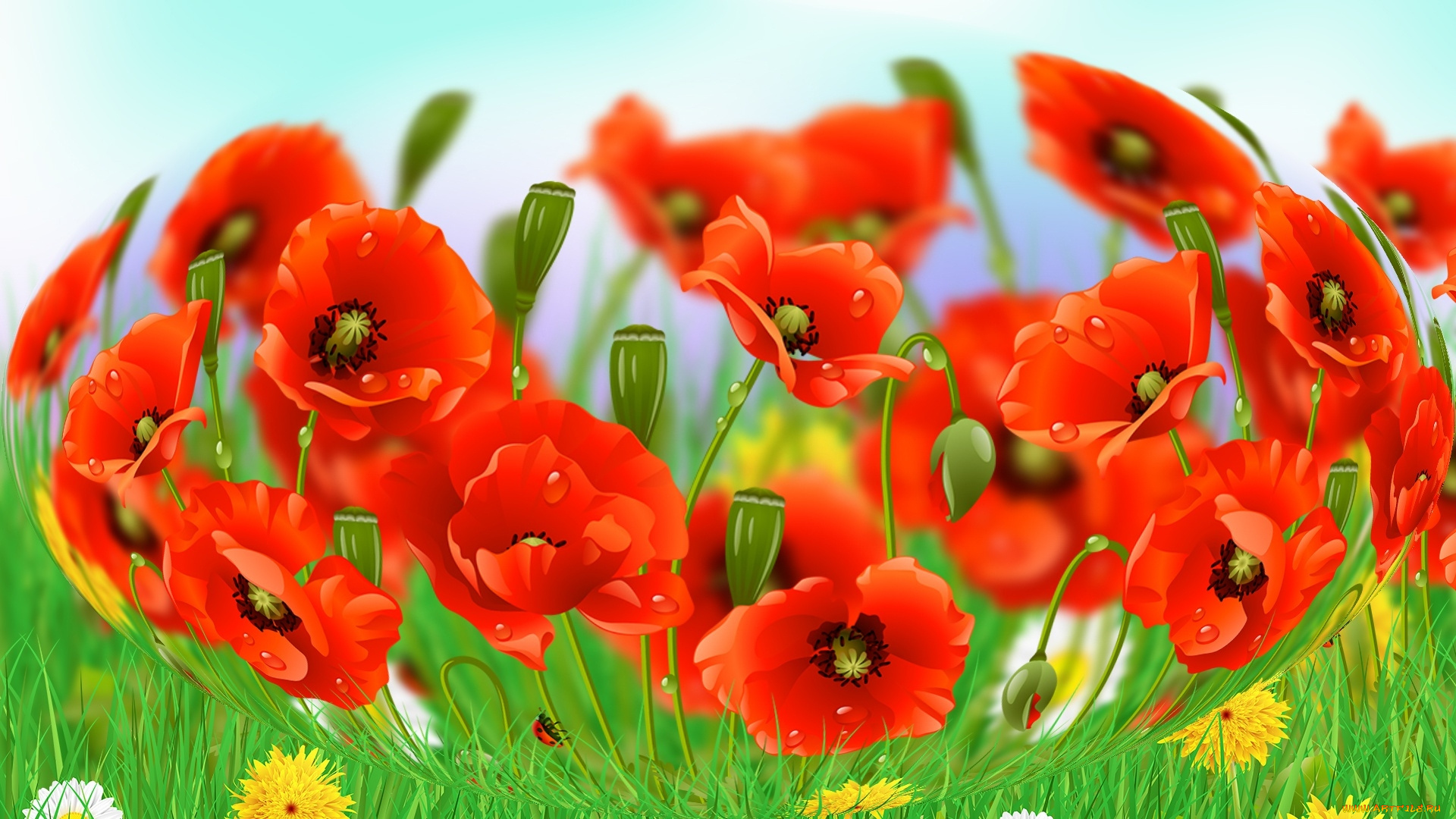 векторная, графика, цветы, , flowers, мак, фон, лепестки