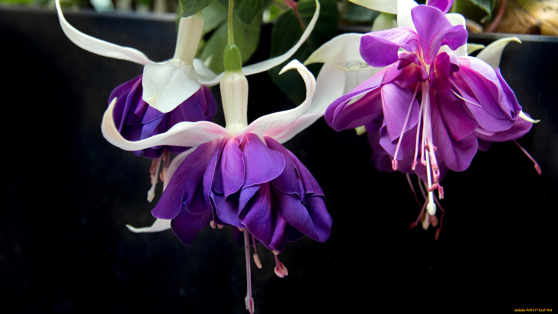 цветы, фуксия, лиловый