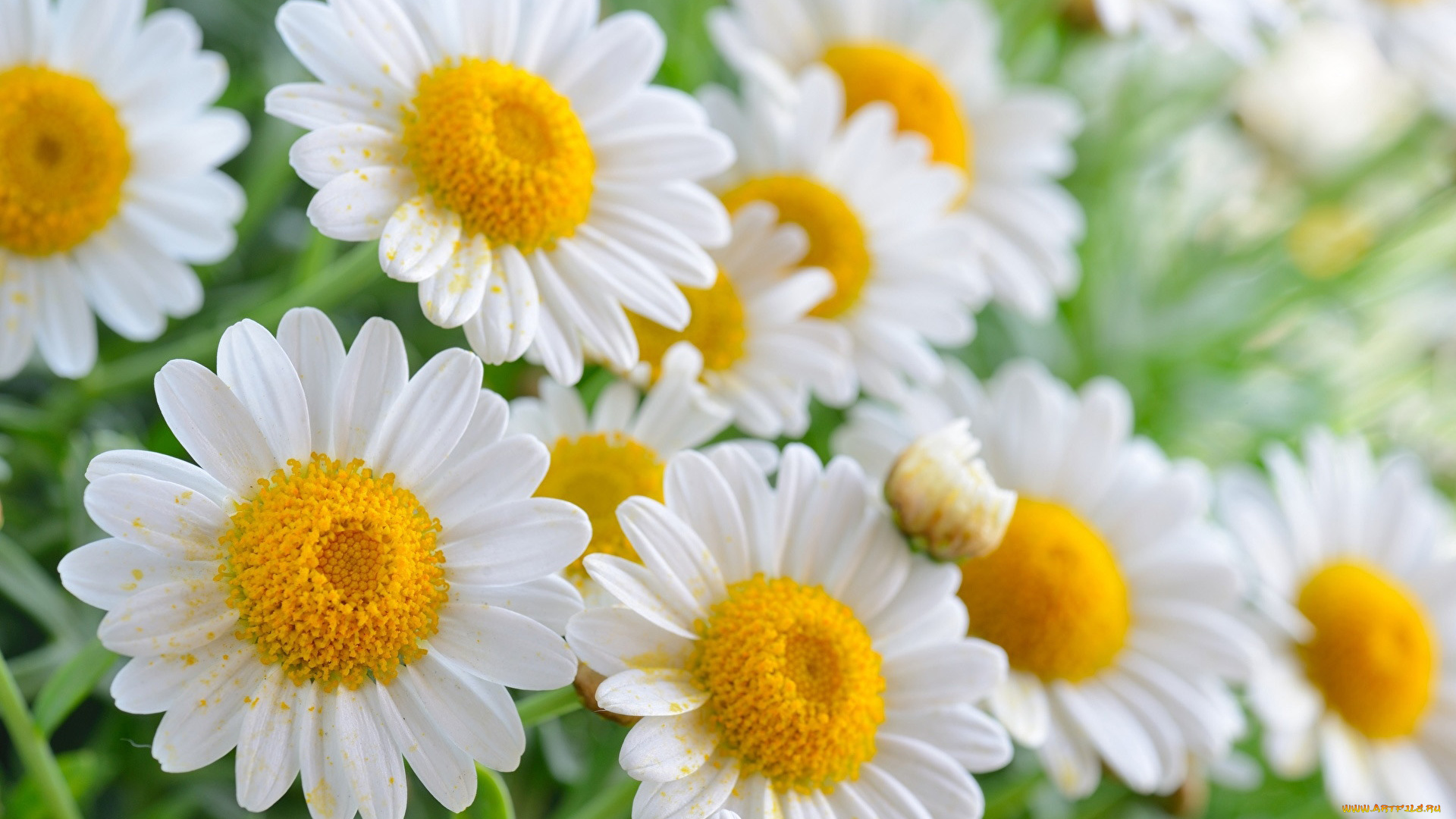 цветы, ромашки, белый