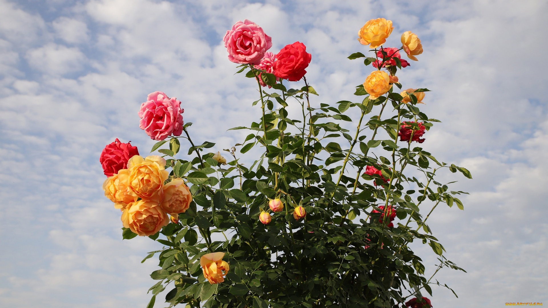 цветы, розы, небо, букет