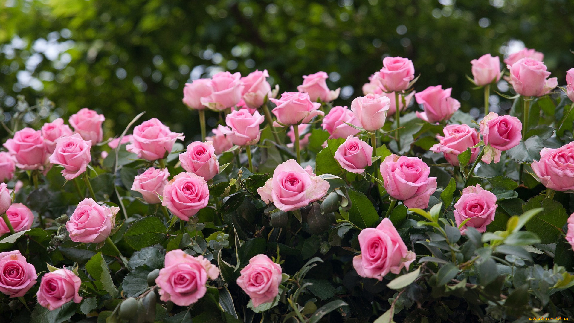 цветы, розы, розовые, бутоны, много