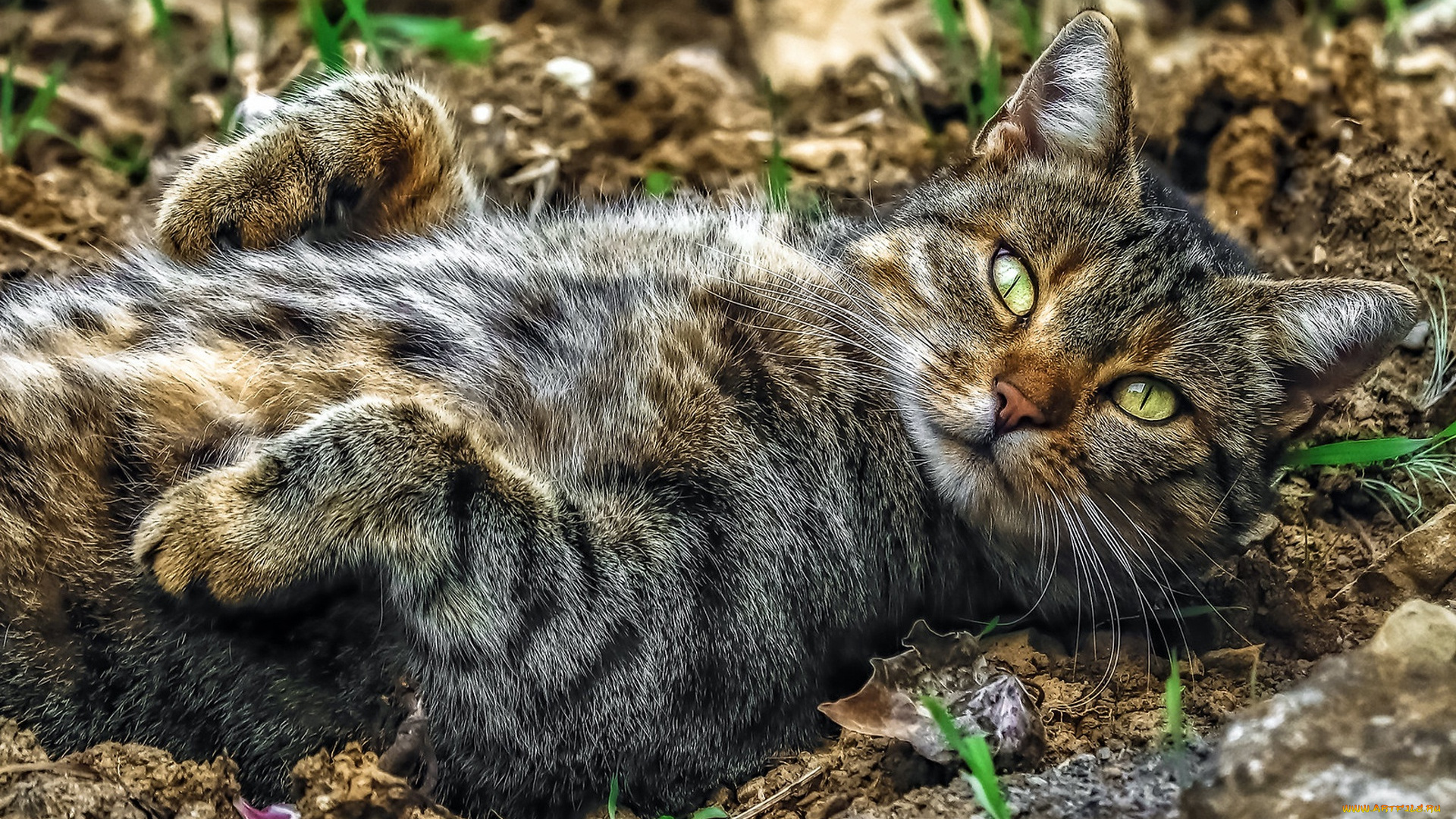 животные, коты, релакс